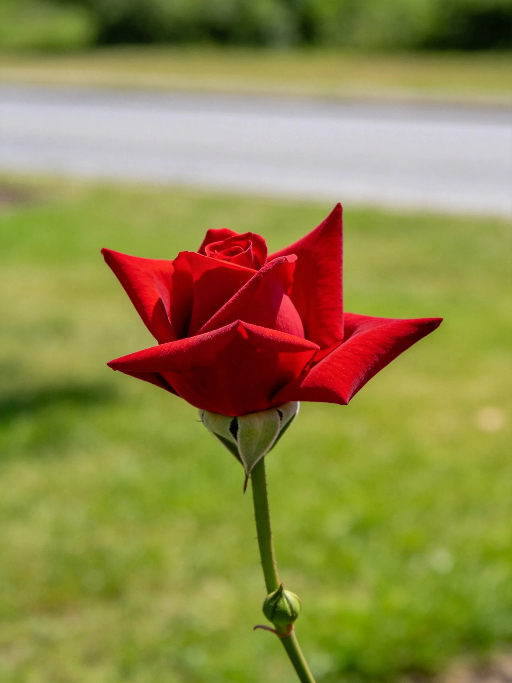 A vibrant red rose in sharp focus with blurred green surroundings