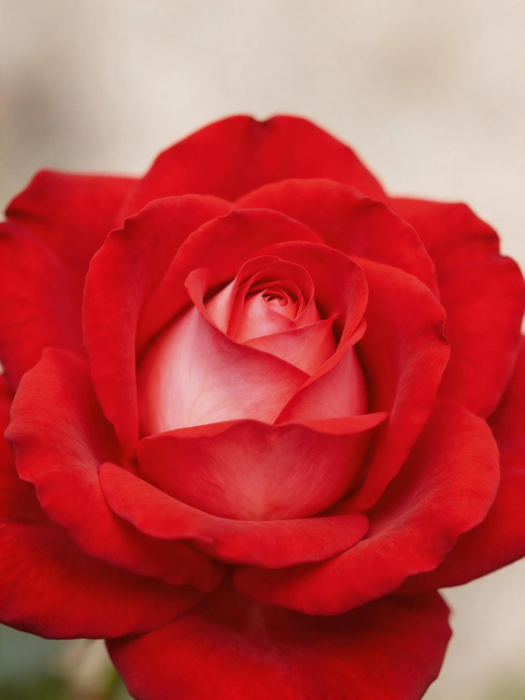 A vibrant red rose with layered petals and soft pink center