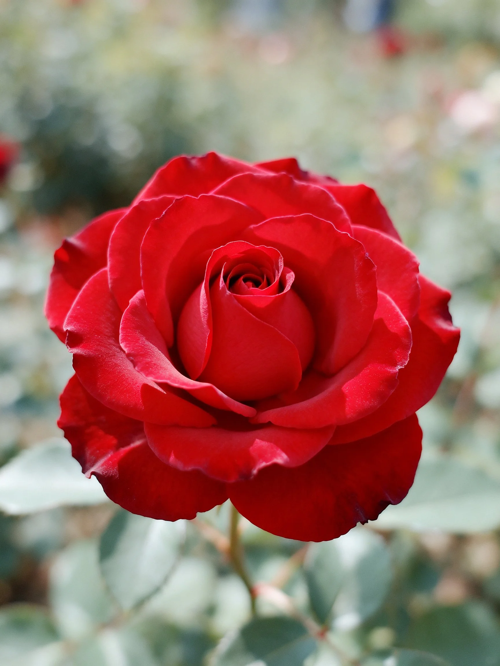 A vibrant red rose with layered petals in sharp focus