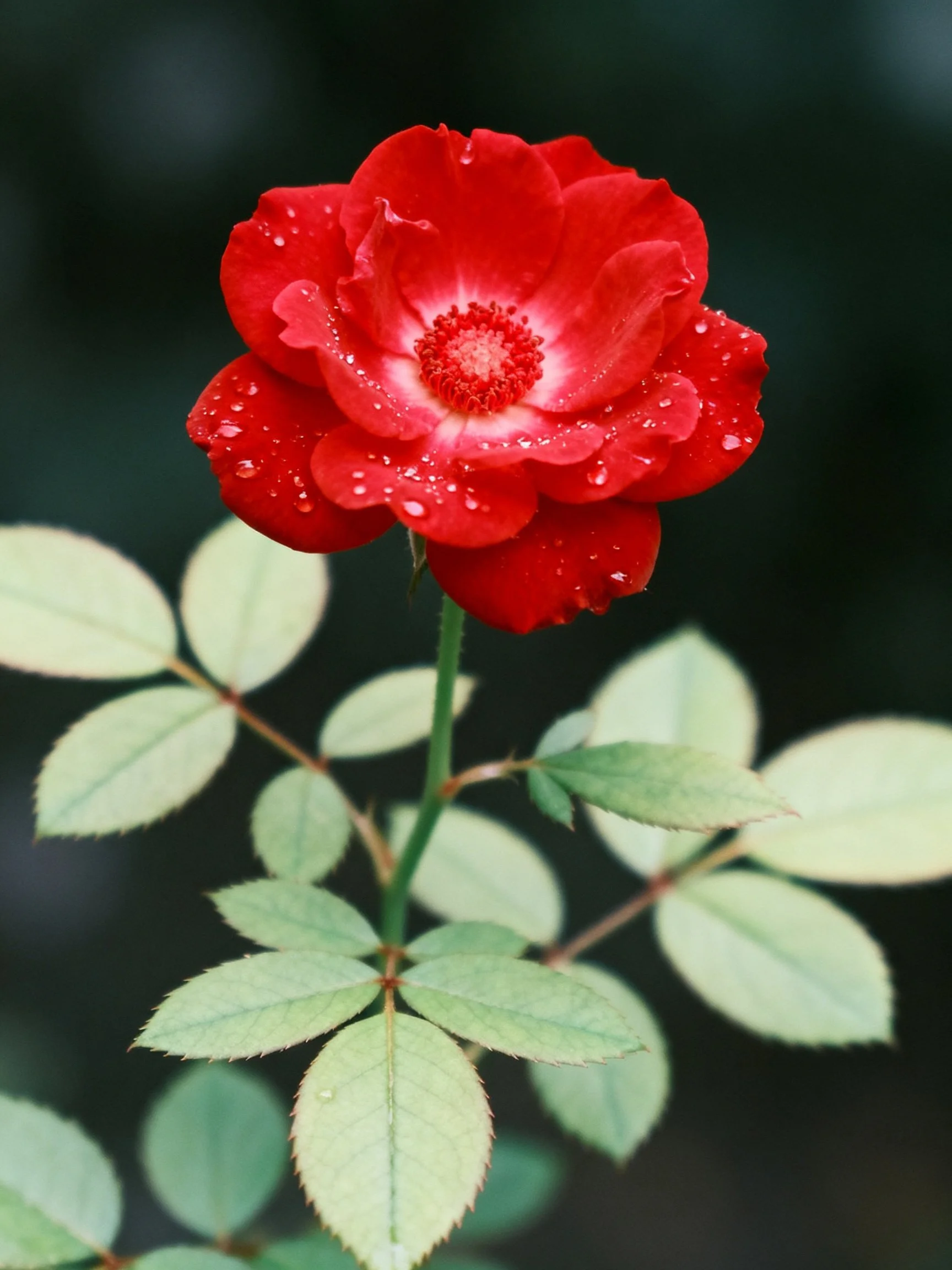 A vibrant red rose with water droplets among green foliage