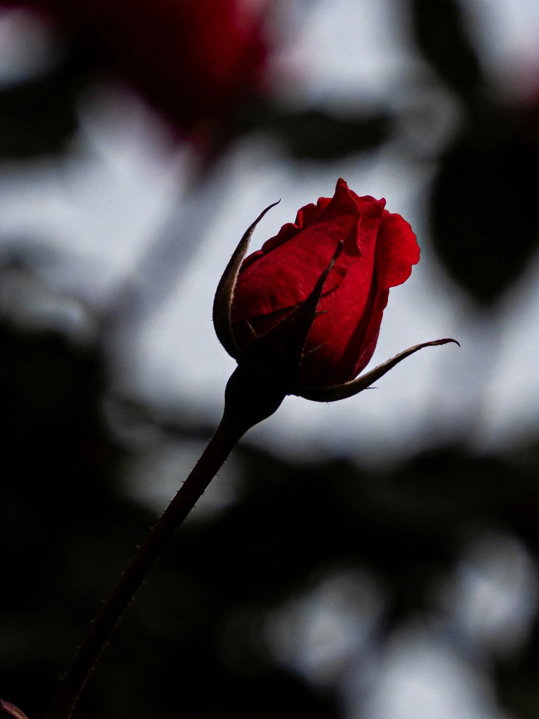 A vibrant red rosebud in sharp focus with blurred surroundings