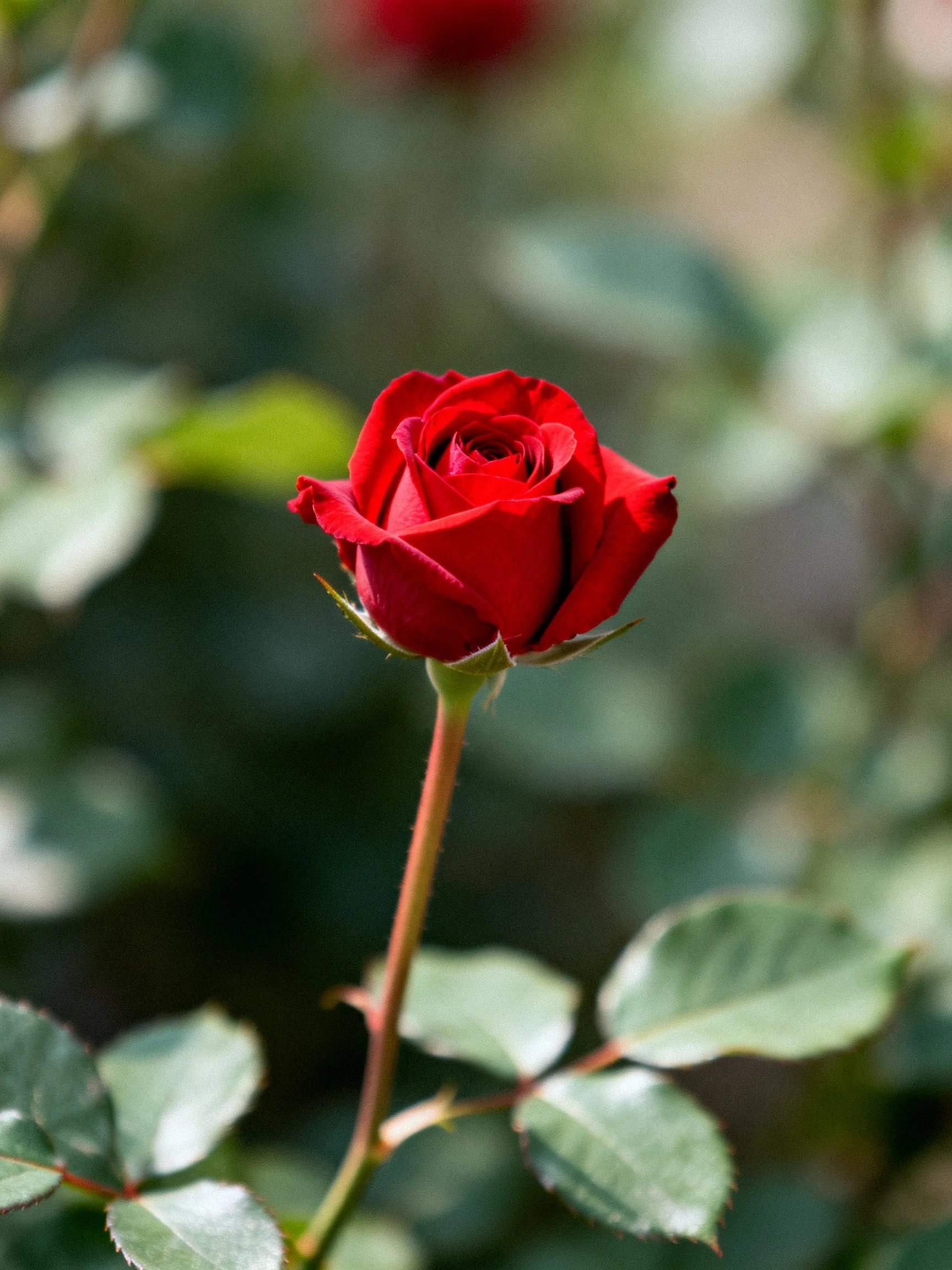 A vibrant red rosebud with green leaves against a blurred natural background