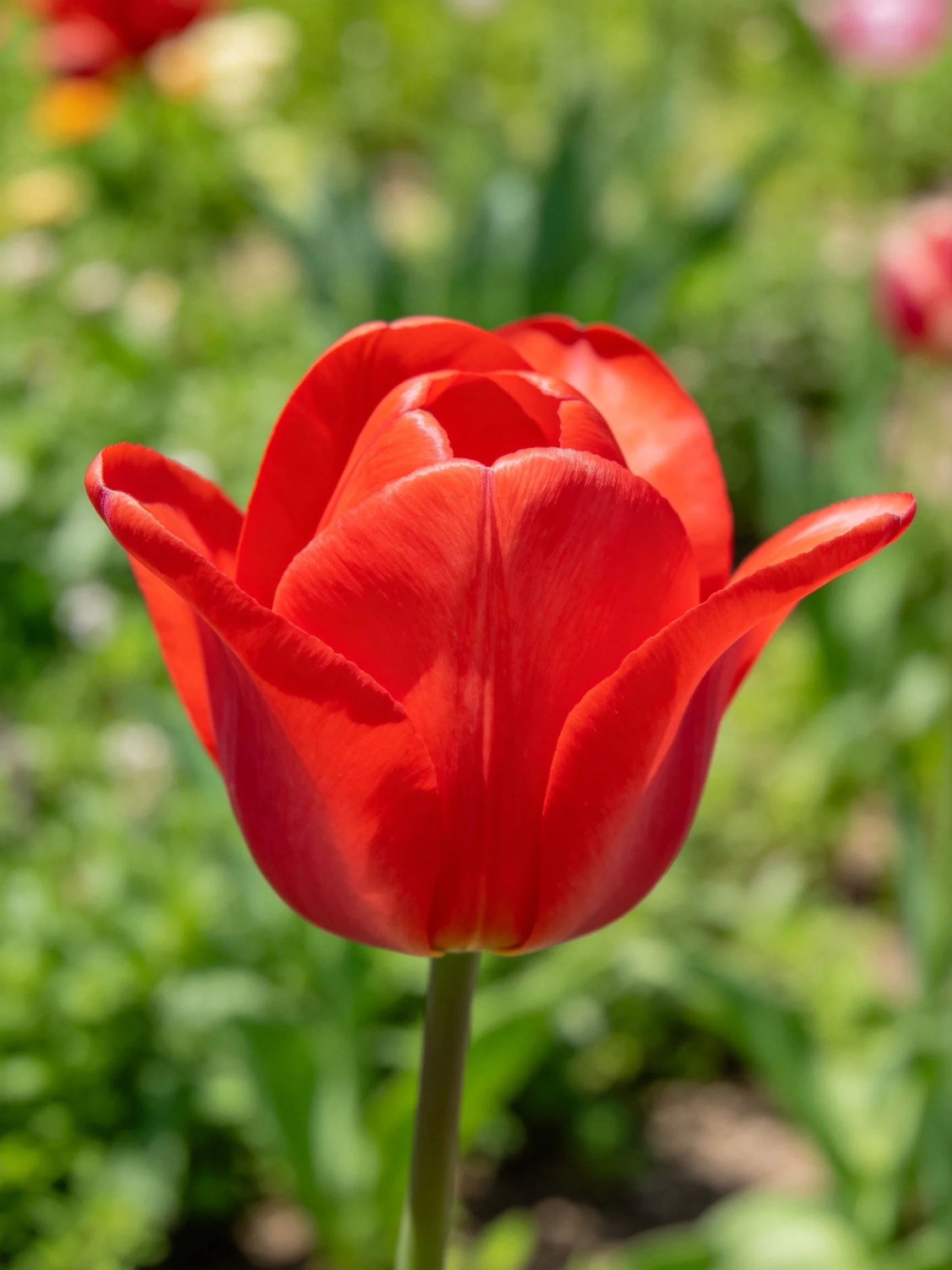 A vibrant red tulip blooms prominently among blurred green foliage