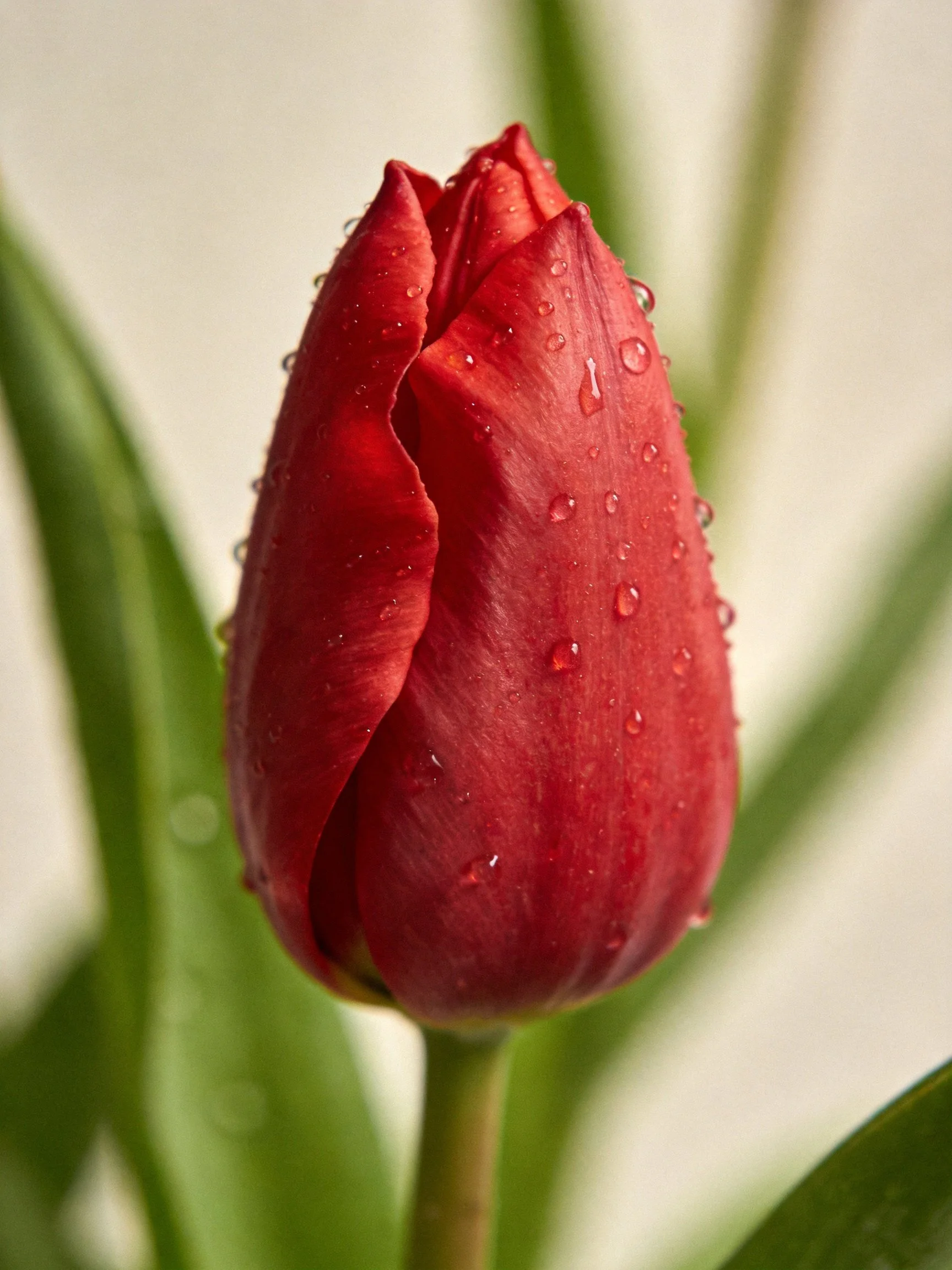 A vibrant red tulip bud adorned with water droplets