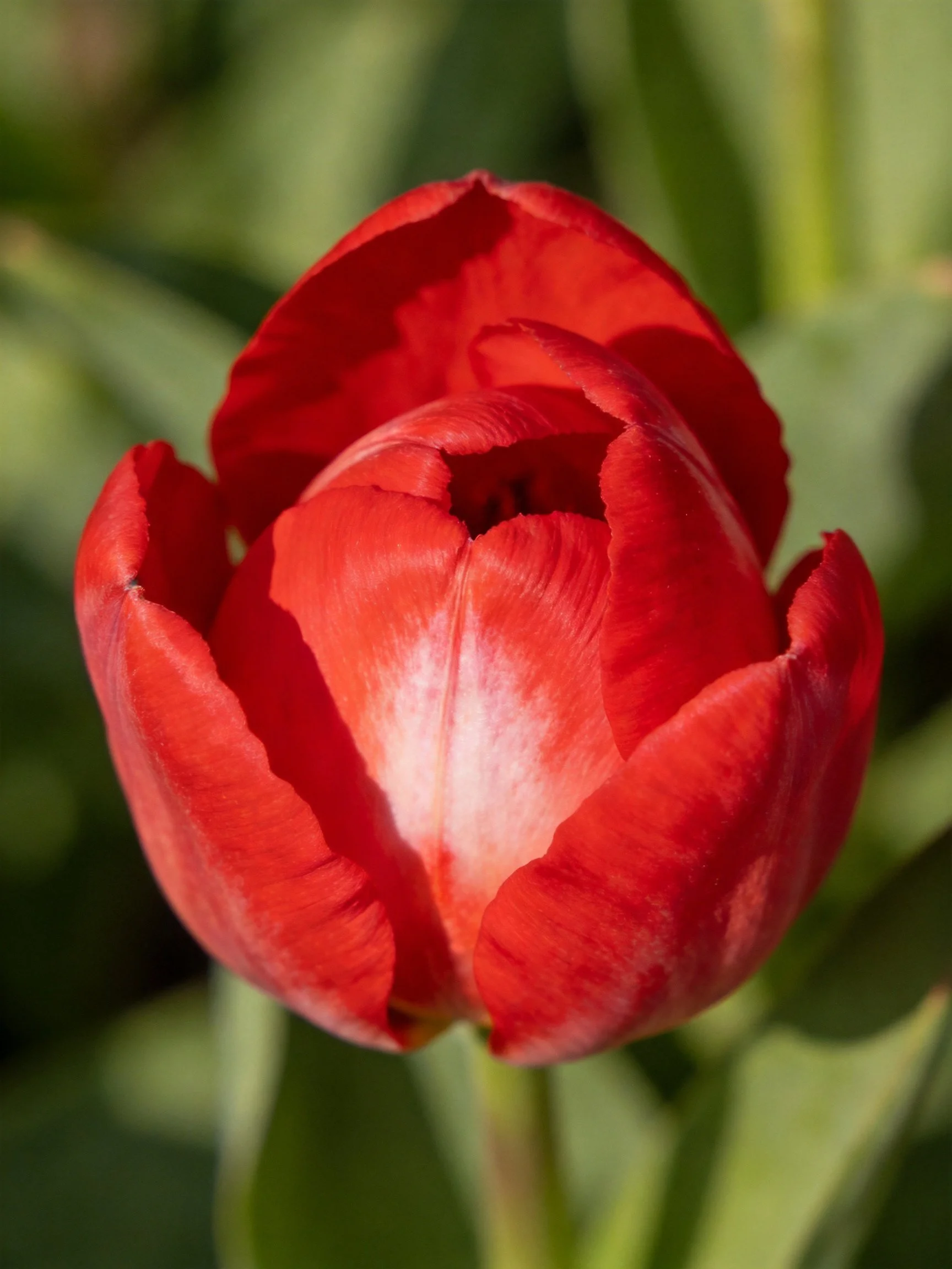 A vibrant red tulip bud with delicate white center
