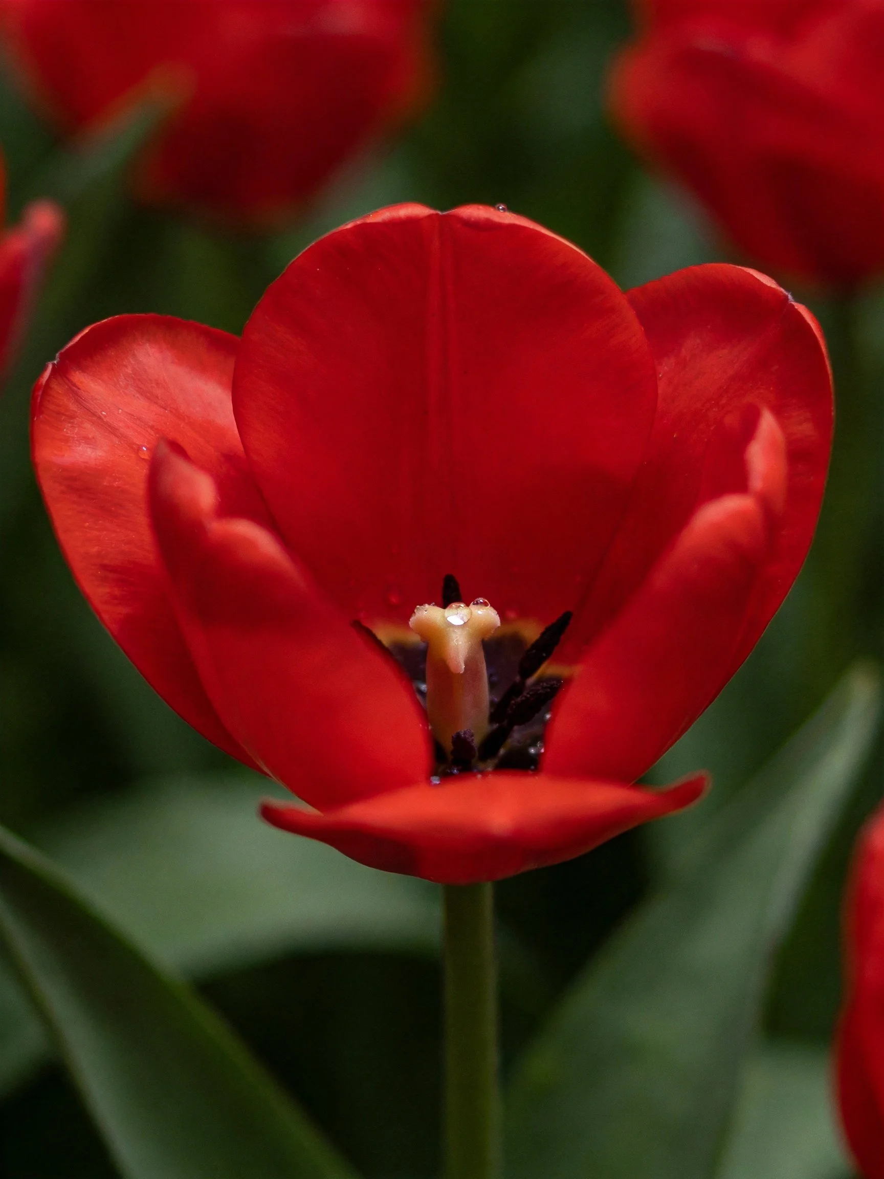 A vibrant red tulip in sharp focus with green foliage backdrop