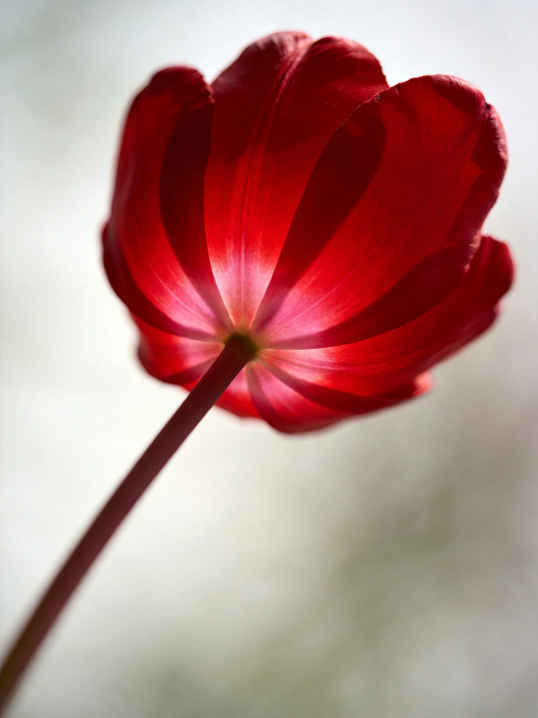 A vibrant red tulip photographed from below