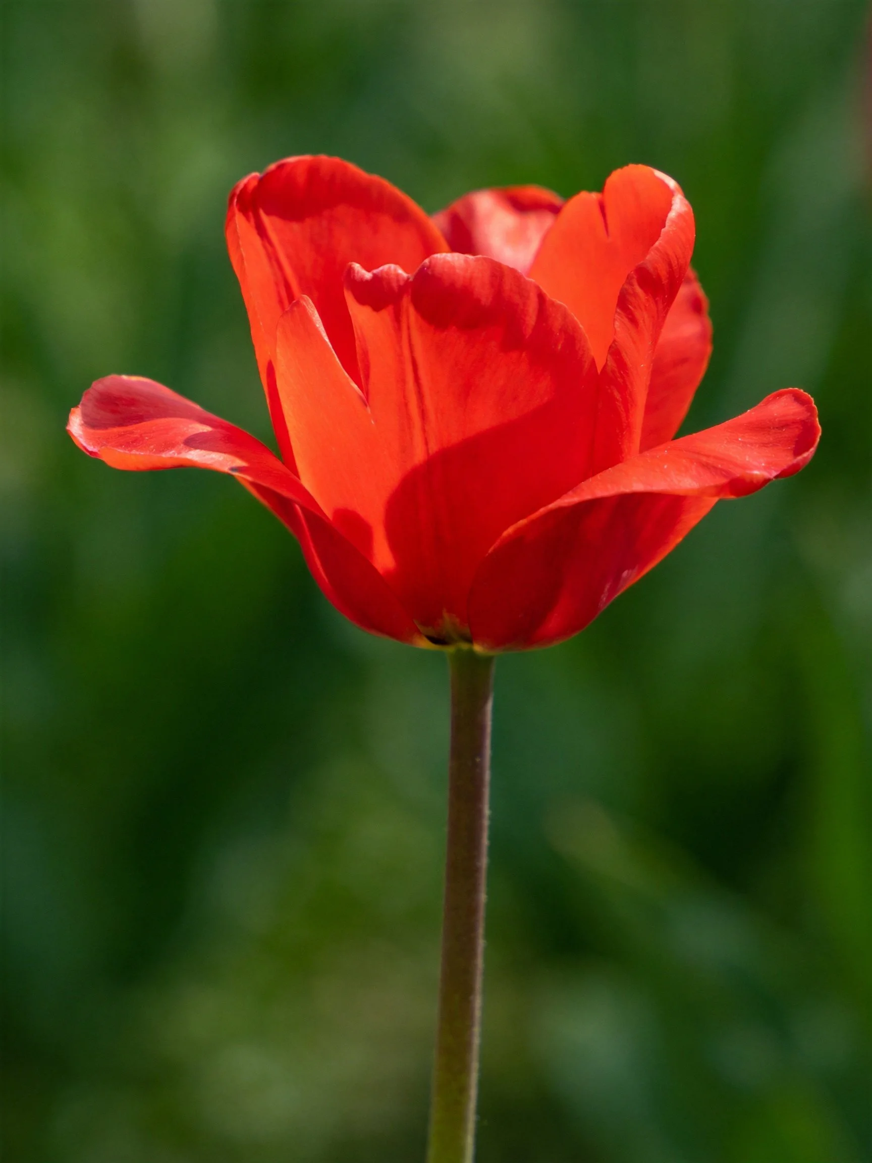 A vibrant red tulip stands out against a blurred green backdrop
