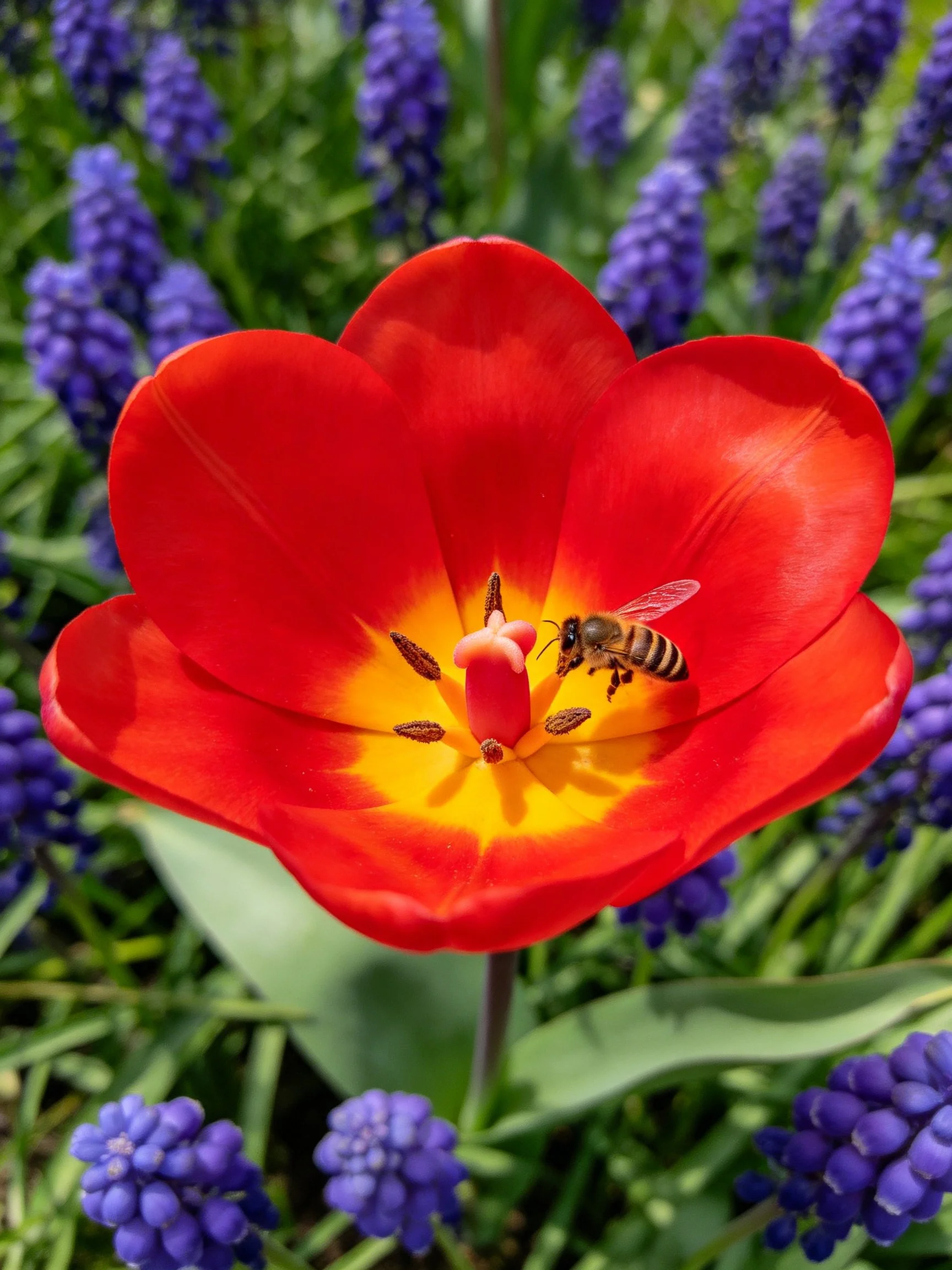 A vibrant red tulip with a bee and purple blooms