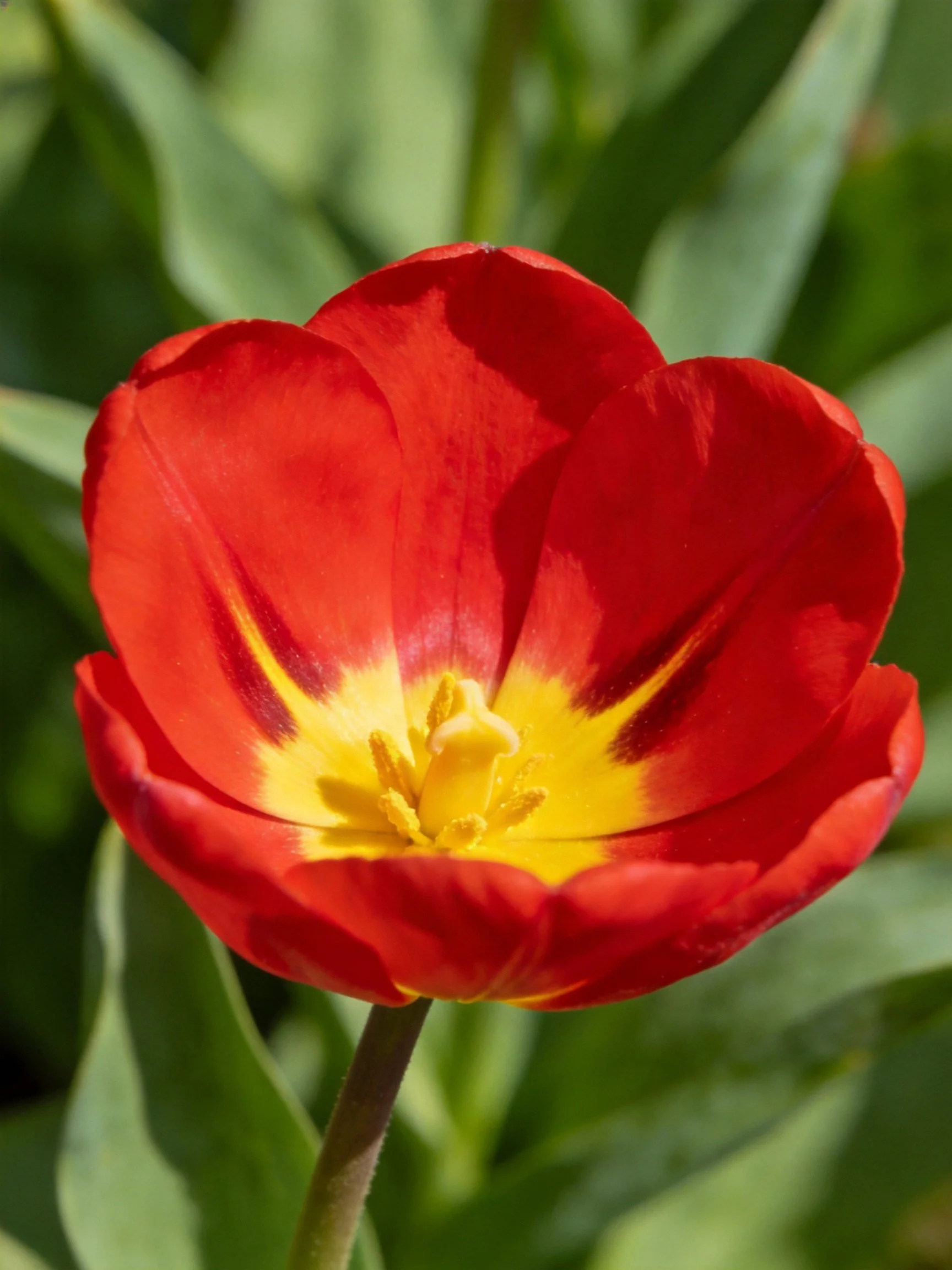 A vibrant red tulip with a bright yellow center