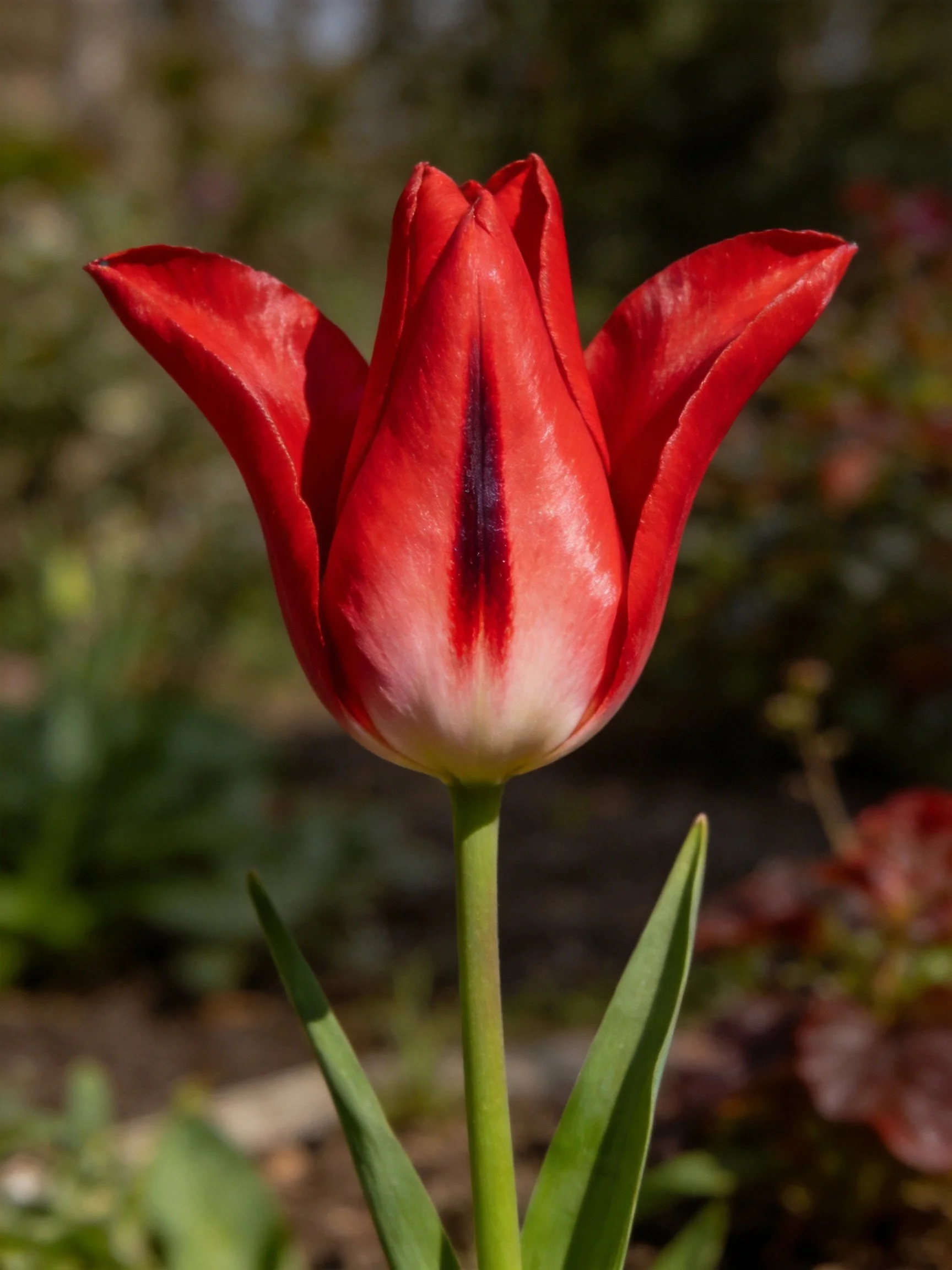A vibrant red tulip with a dark central stripe, green stem, and leaves