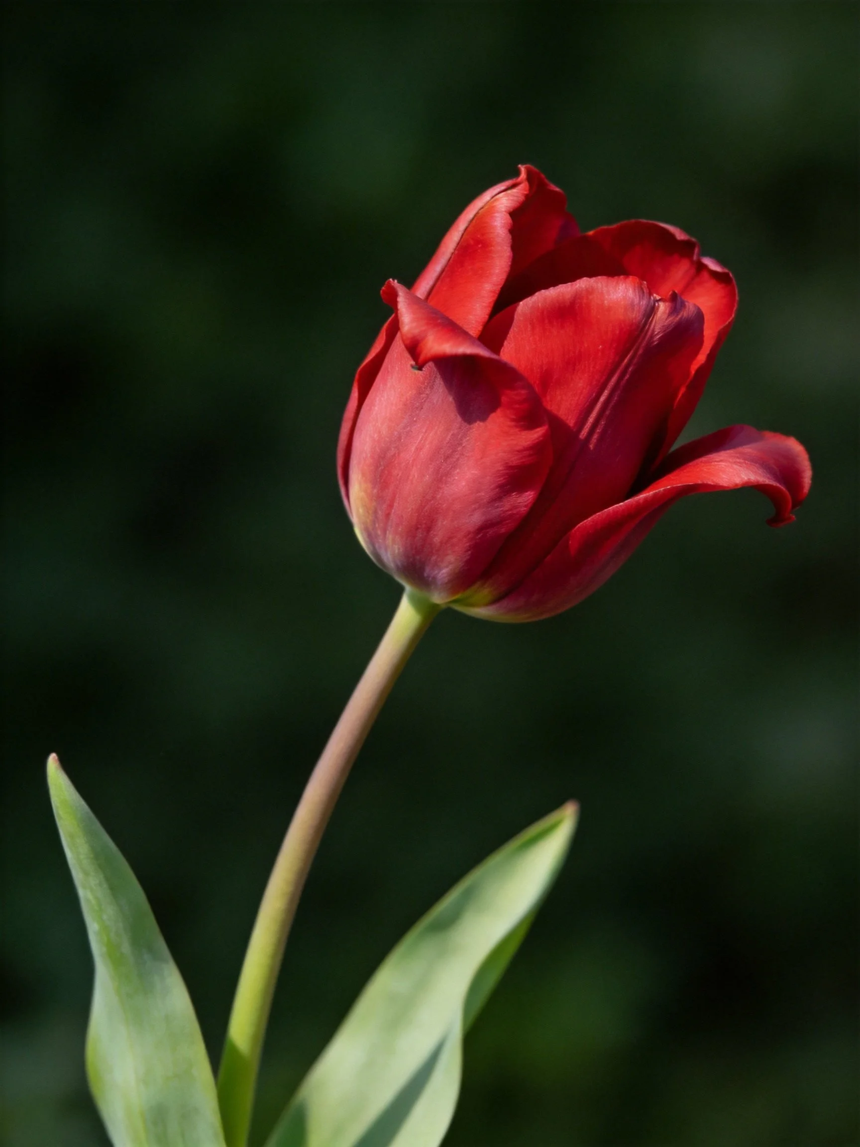 A vibrant red tulip with green leaves, dark blurred background