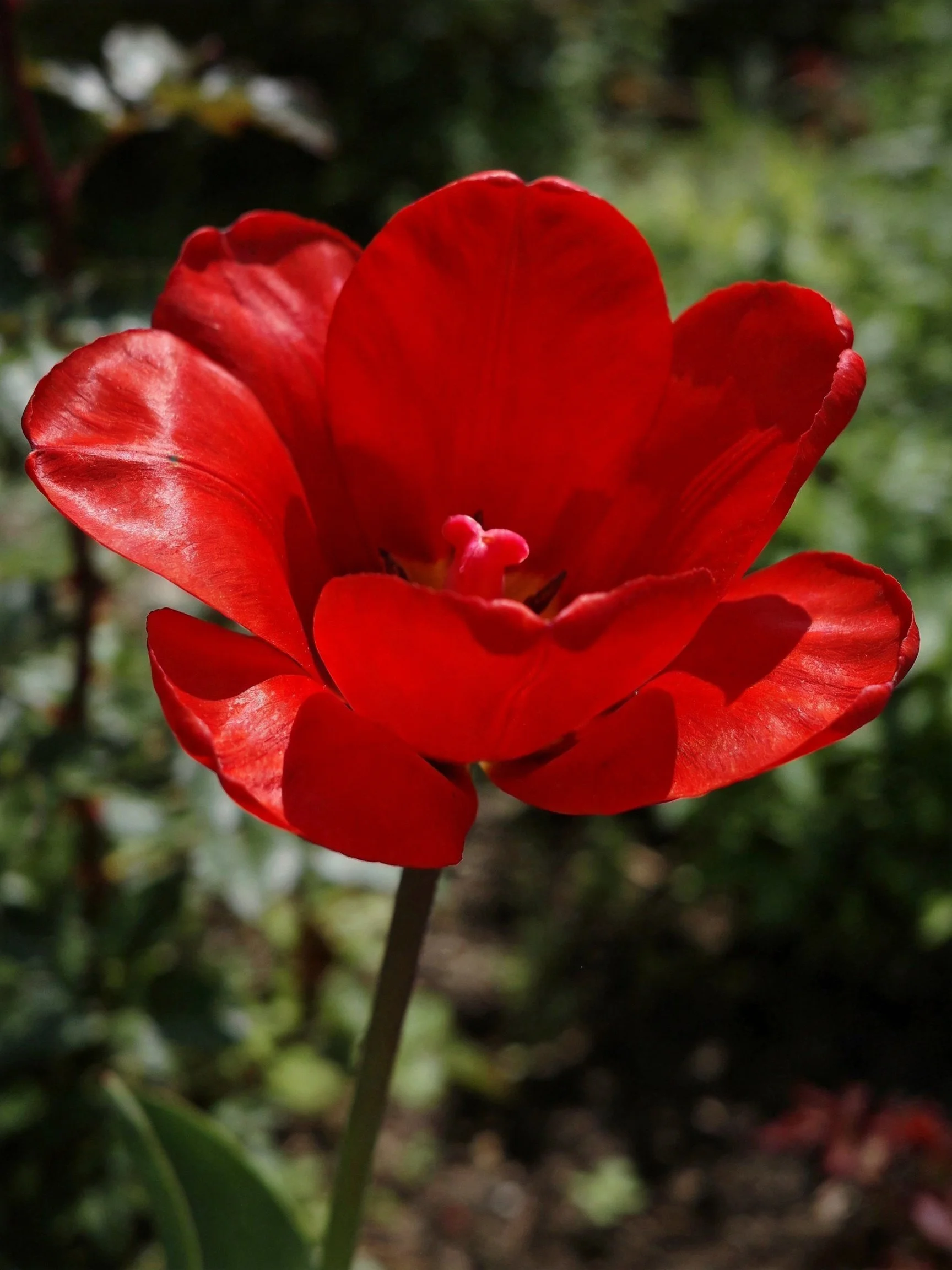A vibrant red tulip with layered petals against a blurred green backdrop