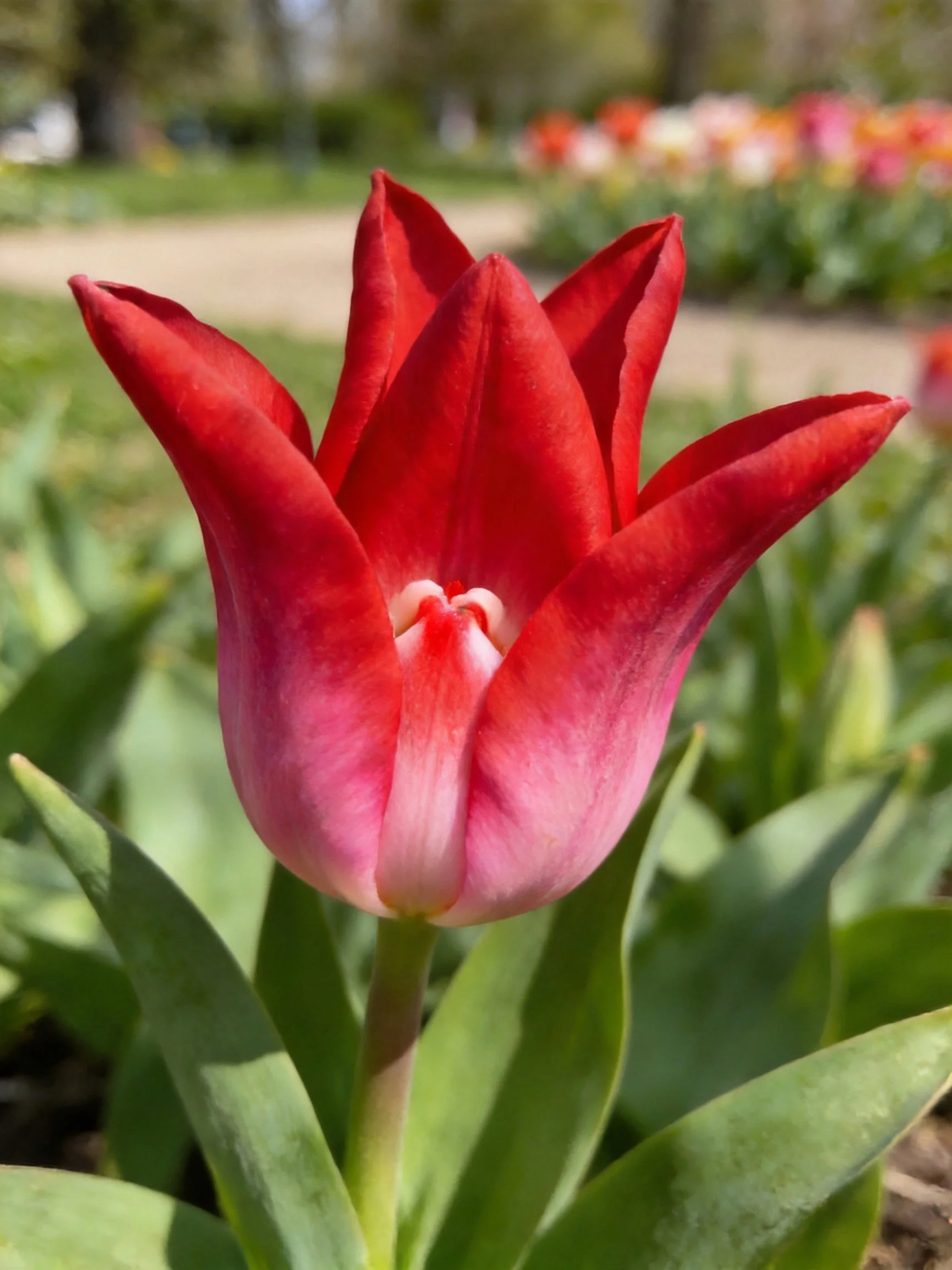 A vibrant red tulip with pink gradient petals in a garden