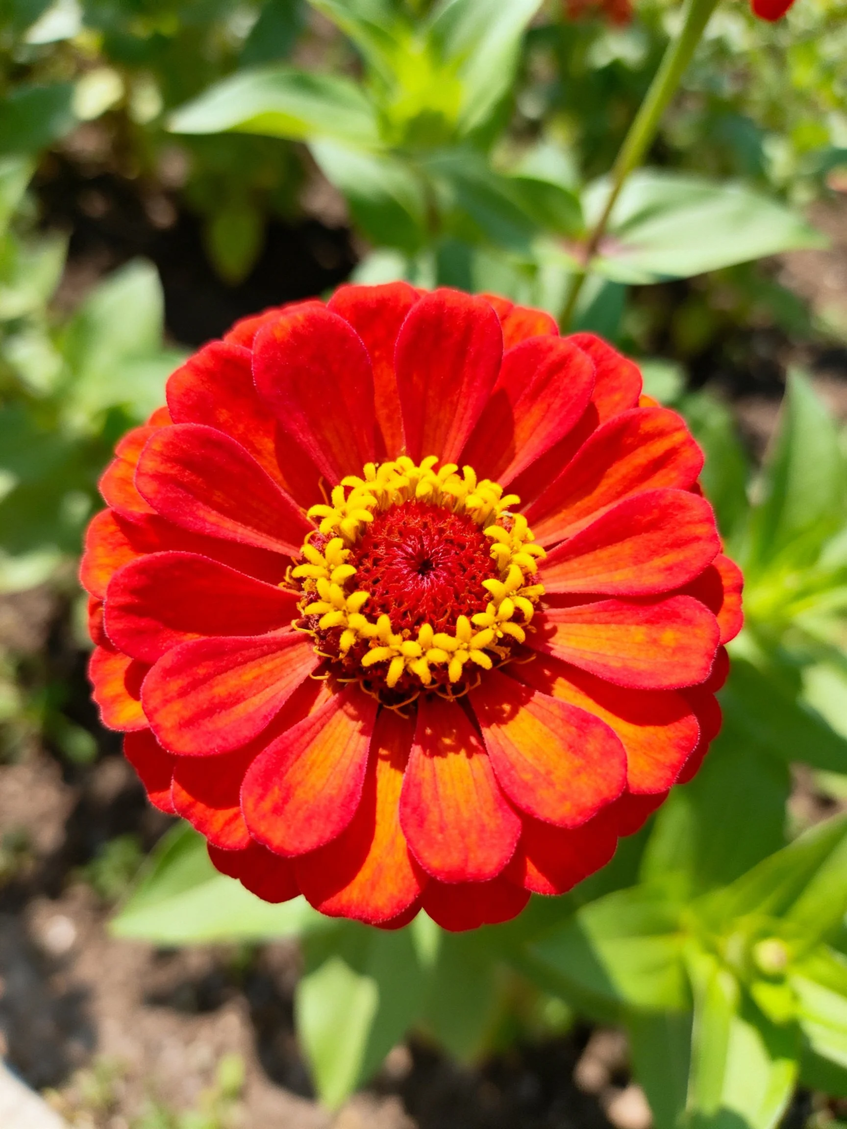A vibrant red zinnia with a bright yellow center, surrounded by green foliage