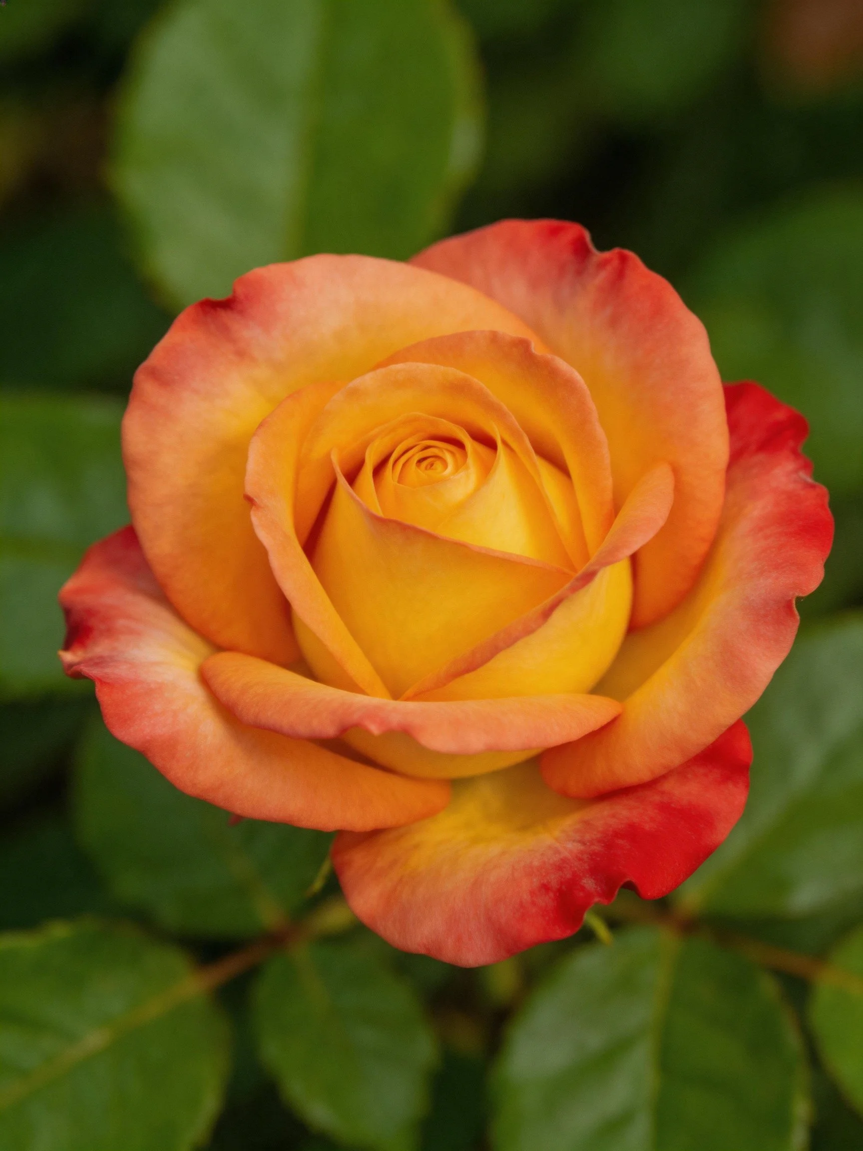 A vibrant rose with orange-red petals and green leaves