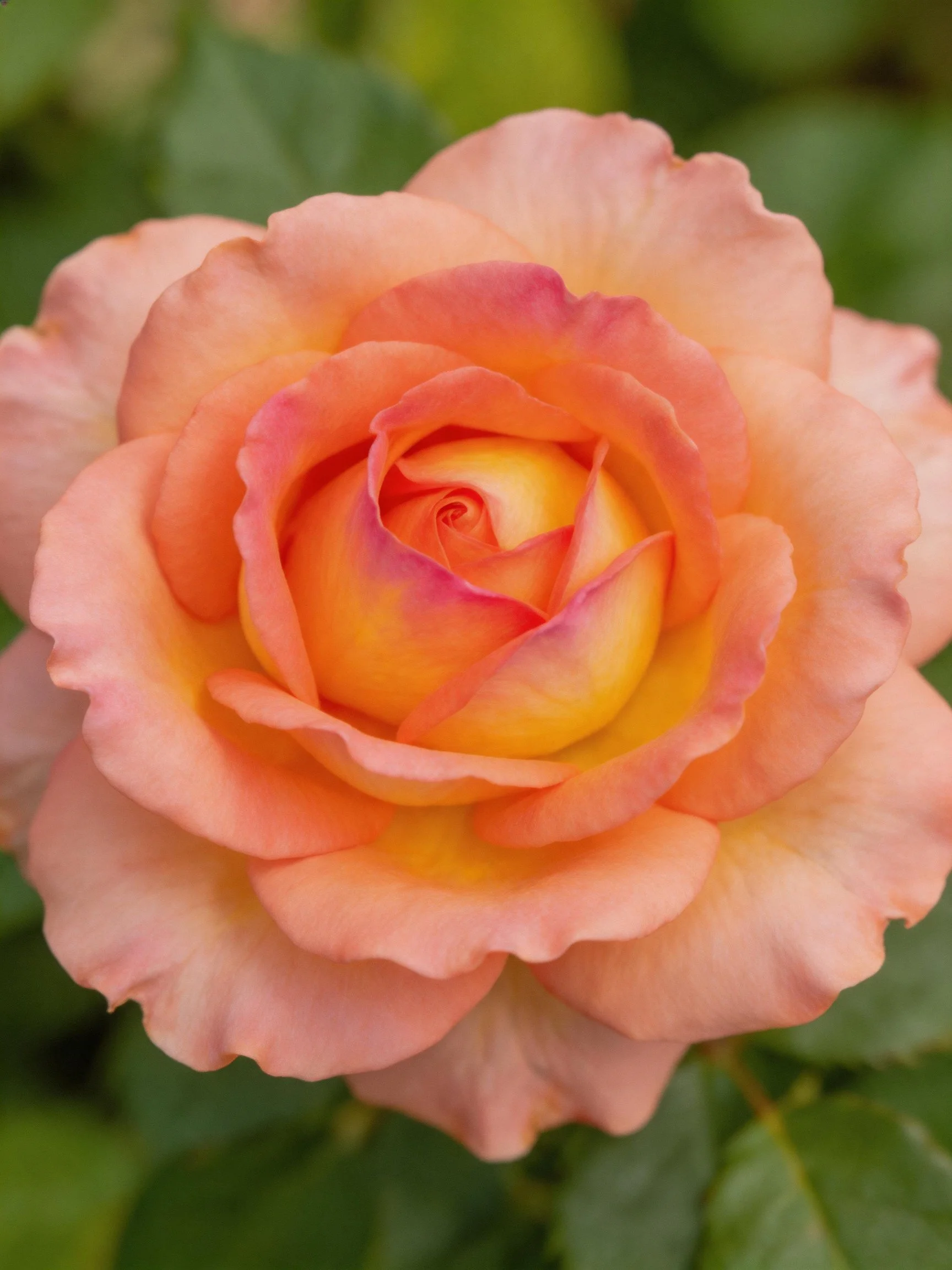 A vibrant rose with peach, orange, and pink petals