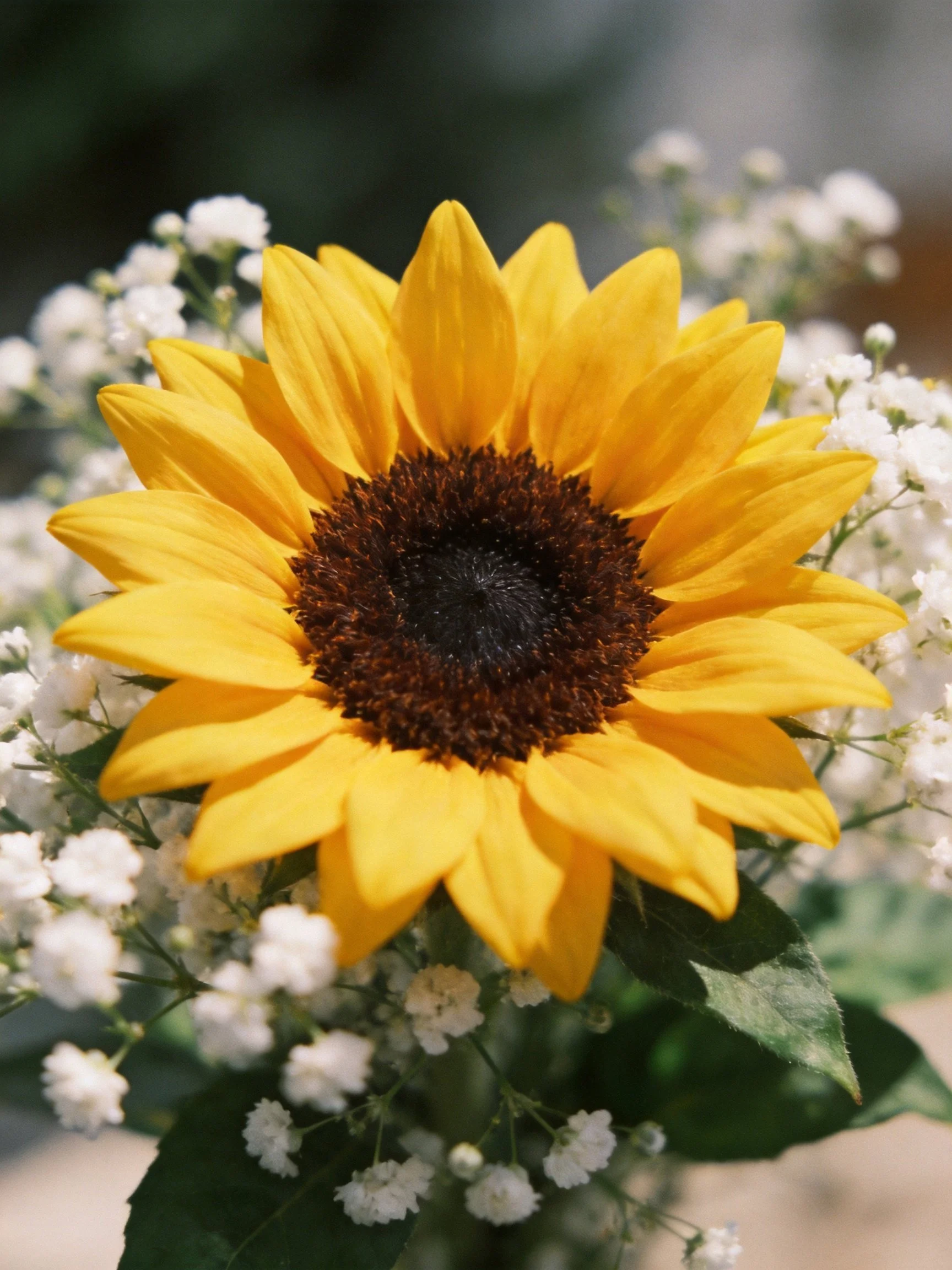 A vibrant sunflower with bright yellow petals and delicate white flowers
