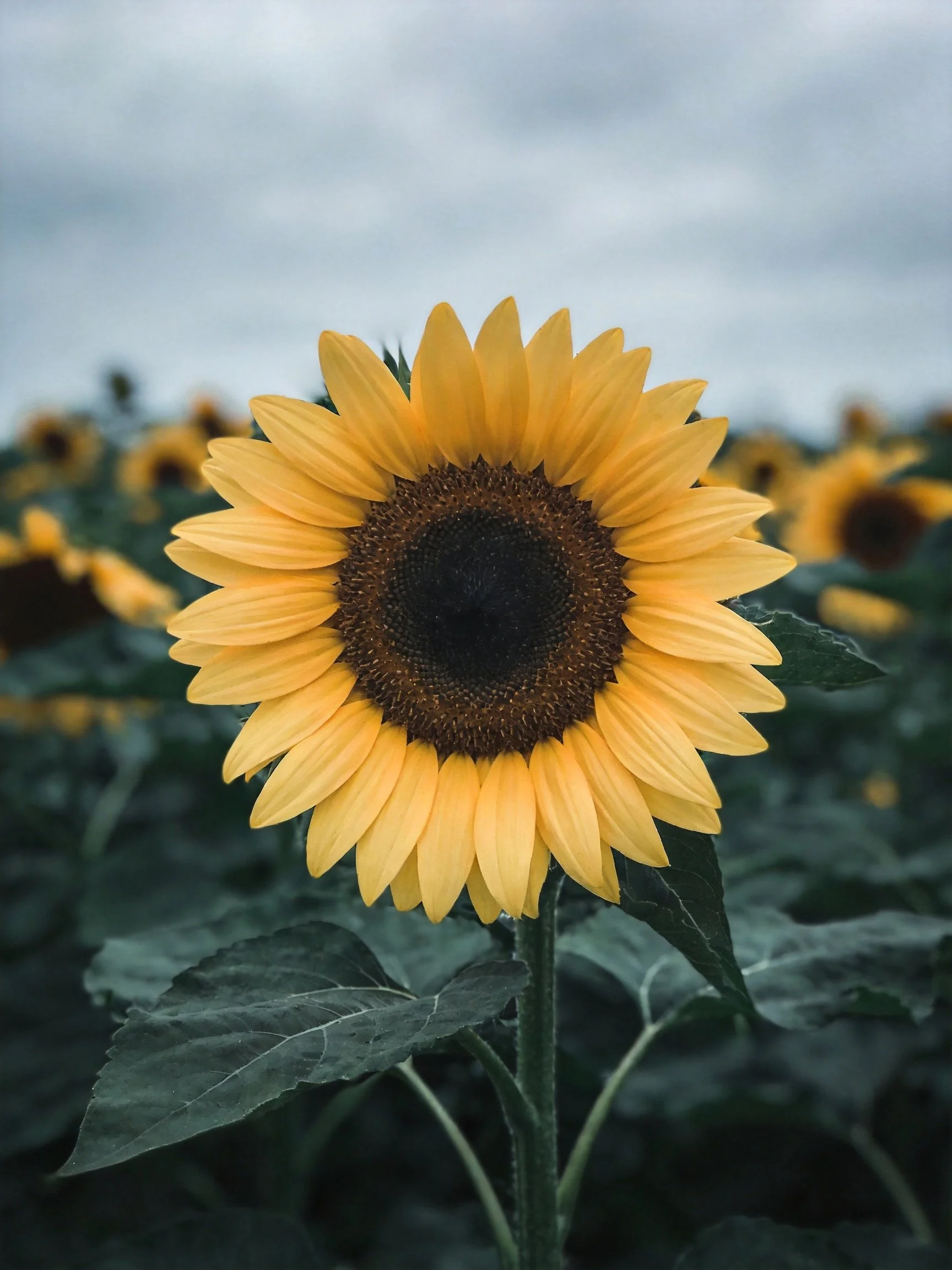 A vibrant sunflower with golden petals and a dark brown center