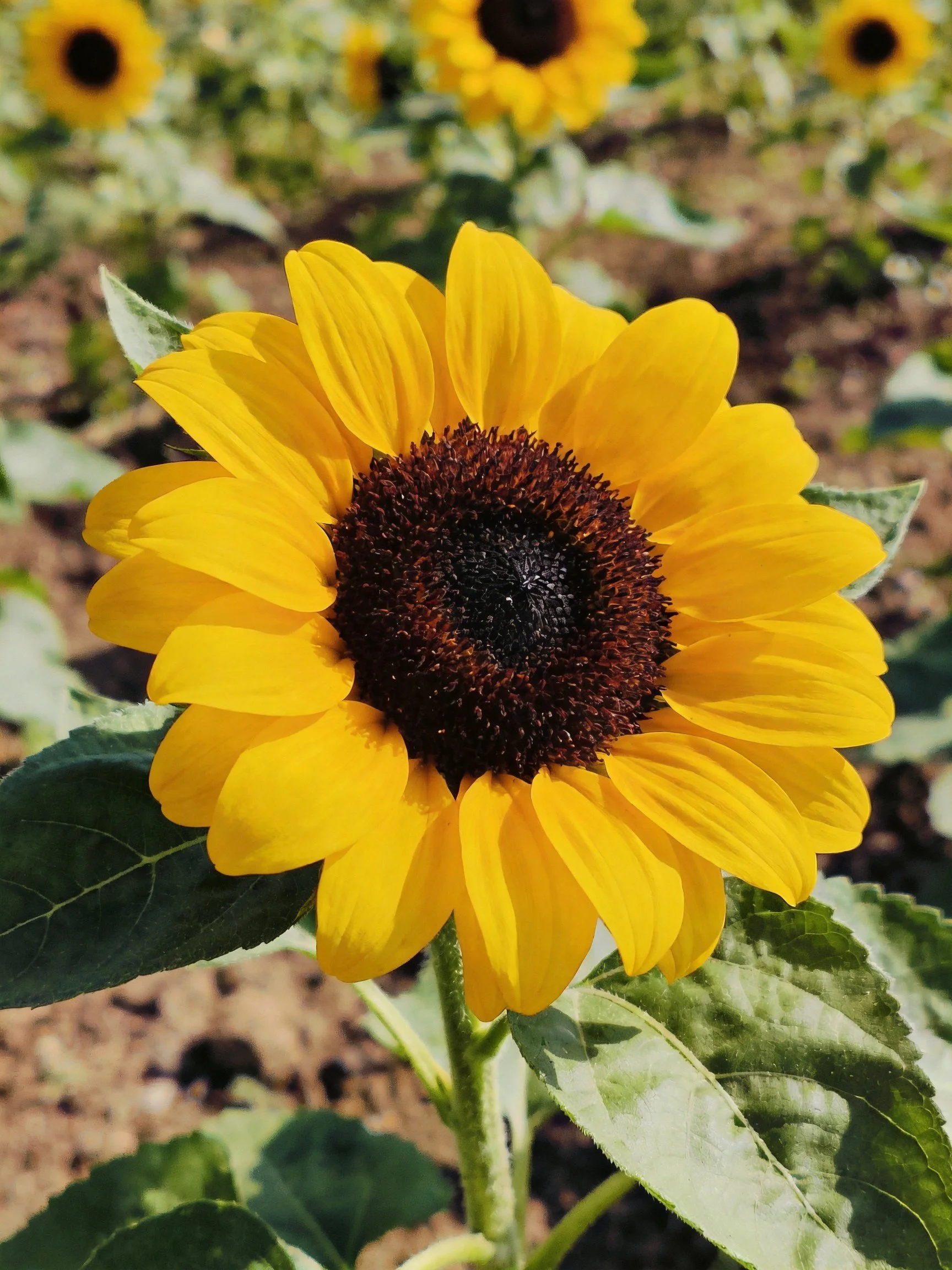 A vibrant sunflower with golden petals and dark brown center