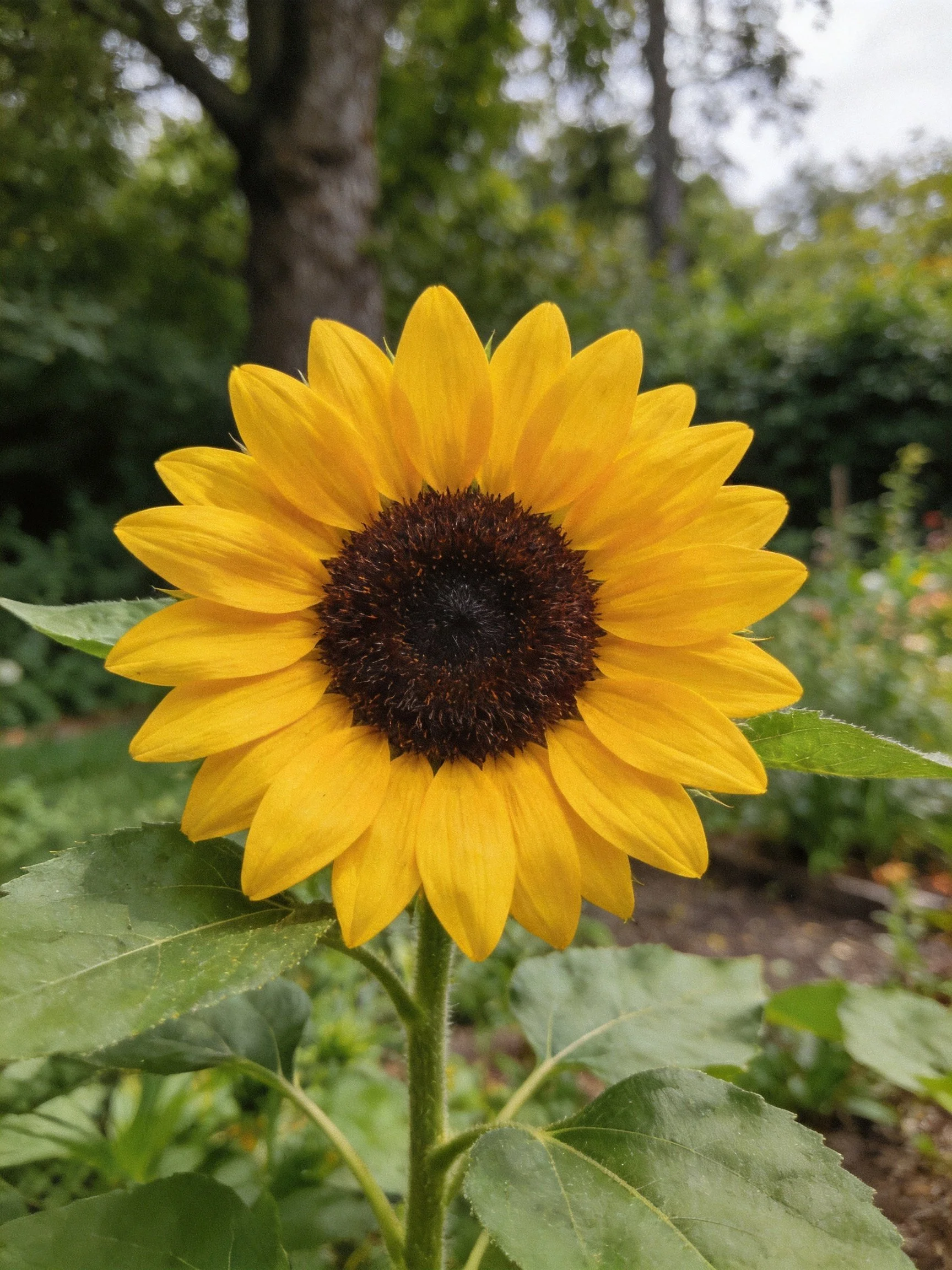 A vibrant sunflower with golden petals and dark brown center