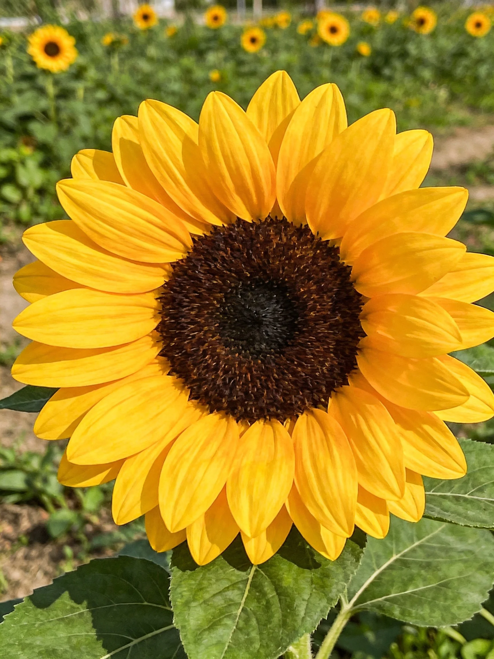 A vibrant sunflower with golden petals and dark brown center
