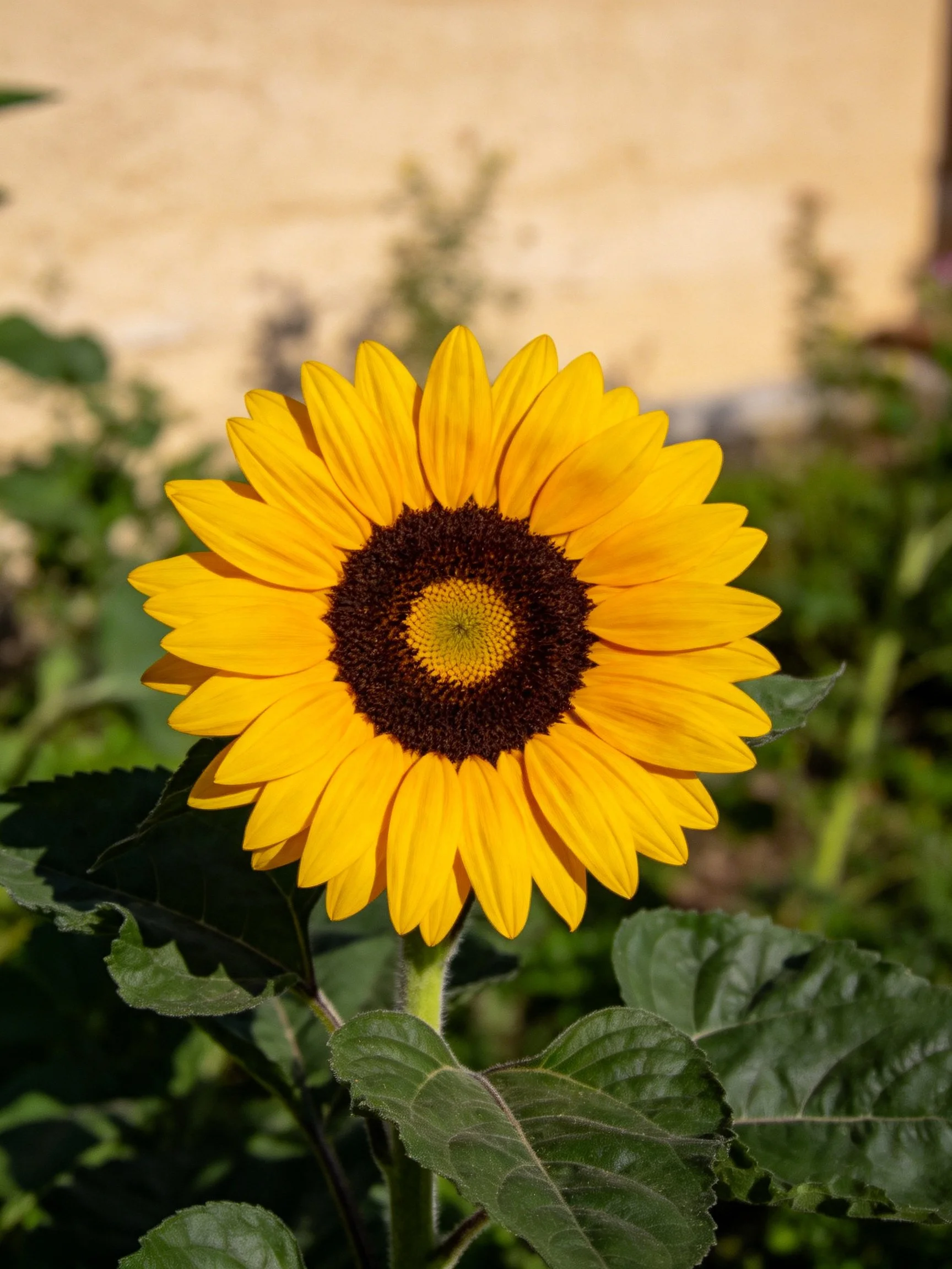 A vibrant sunflower with golden petals and dark brown center