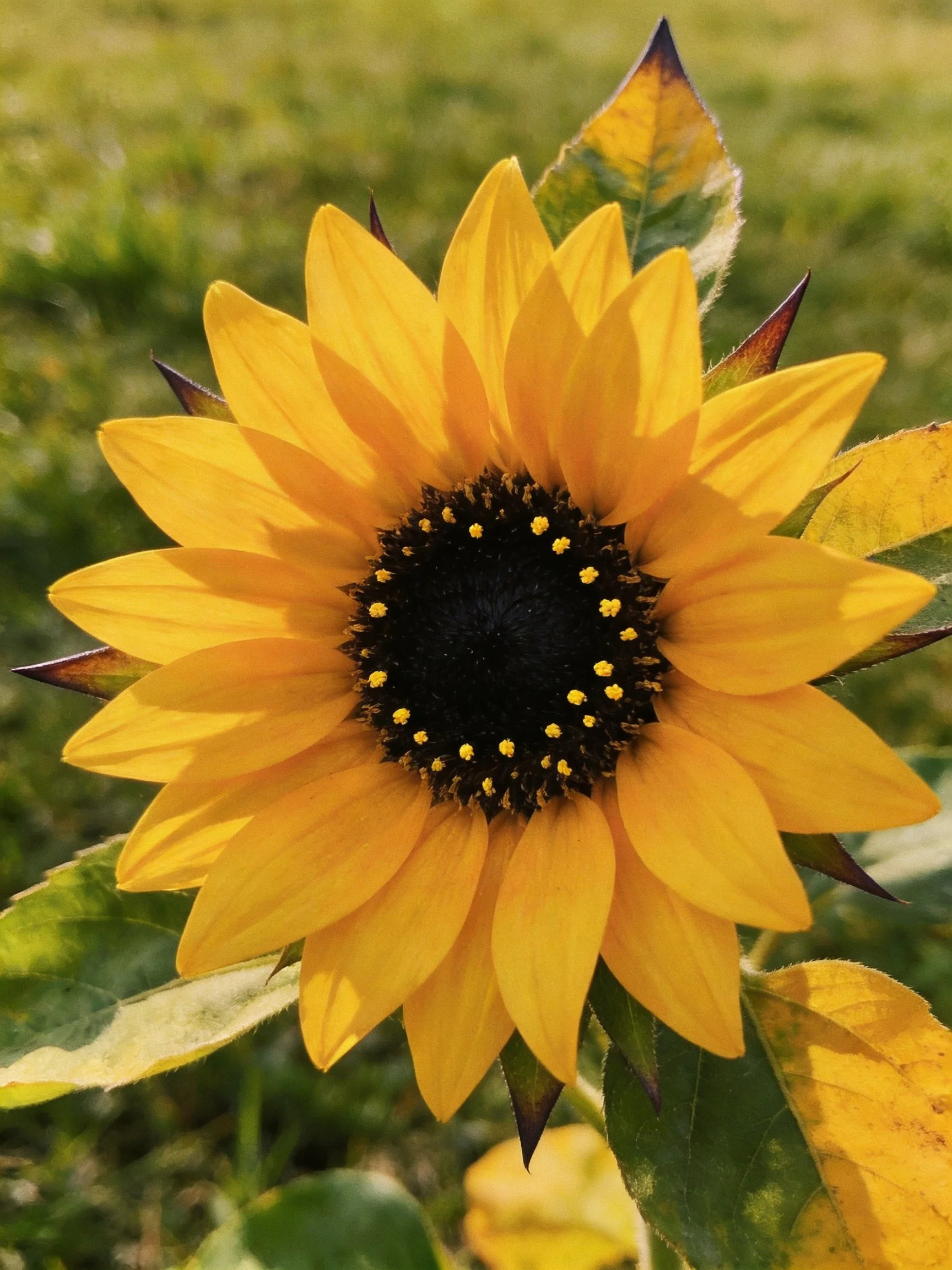 A vibrant sunflower with golden petals and dark center