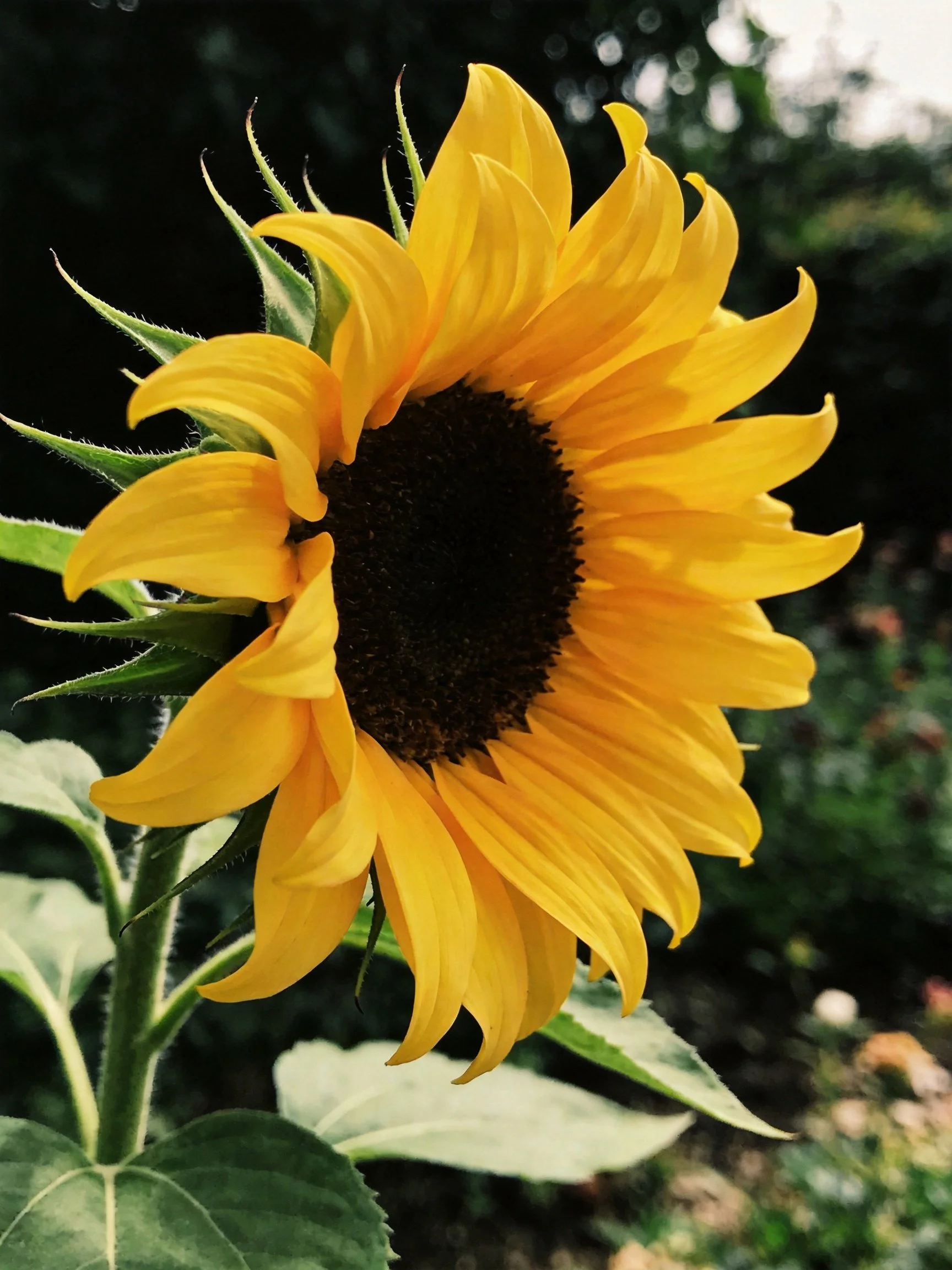 A vibrant sunflower with golden petals and dark center