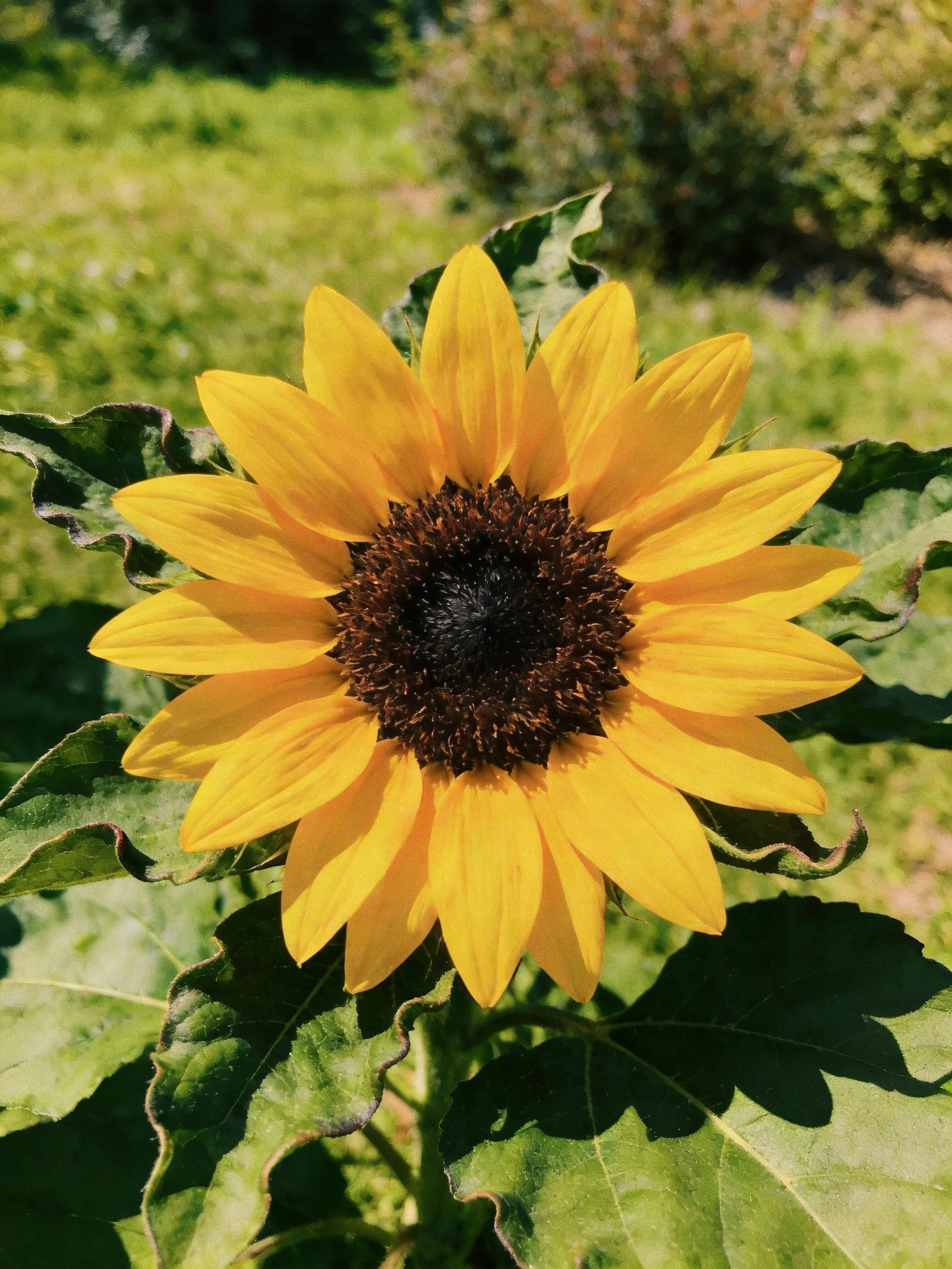 A vibrant sunflower with golden petals and dark center
