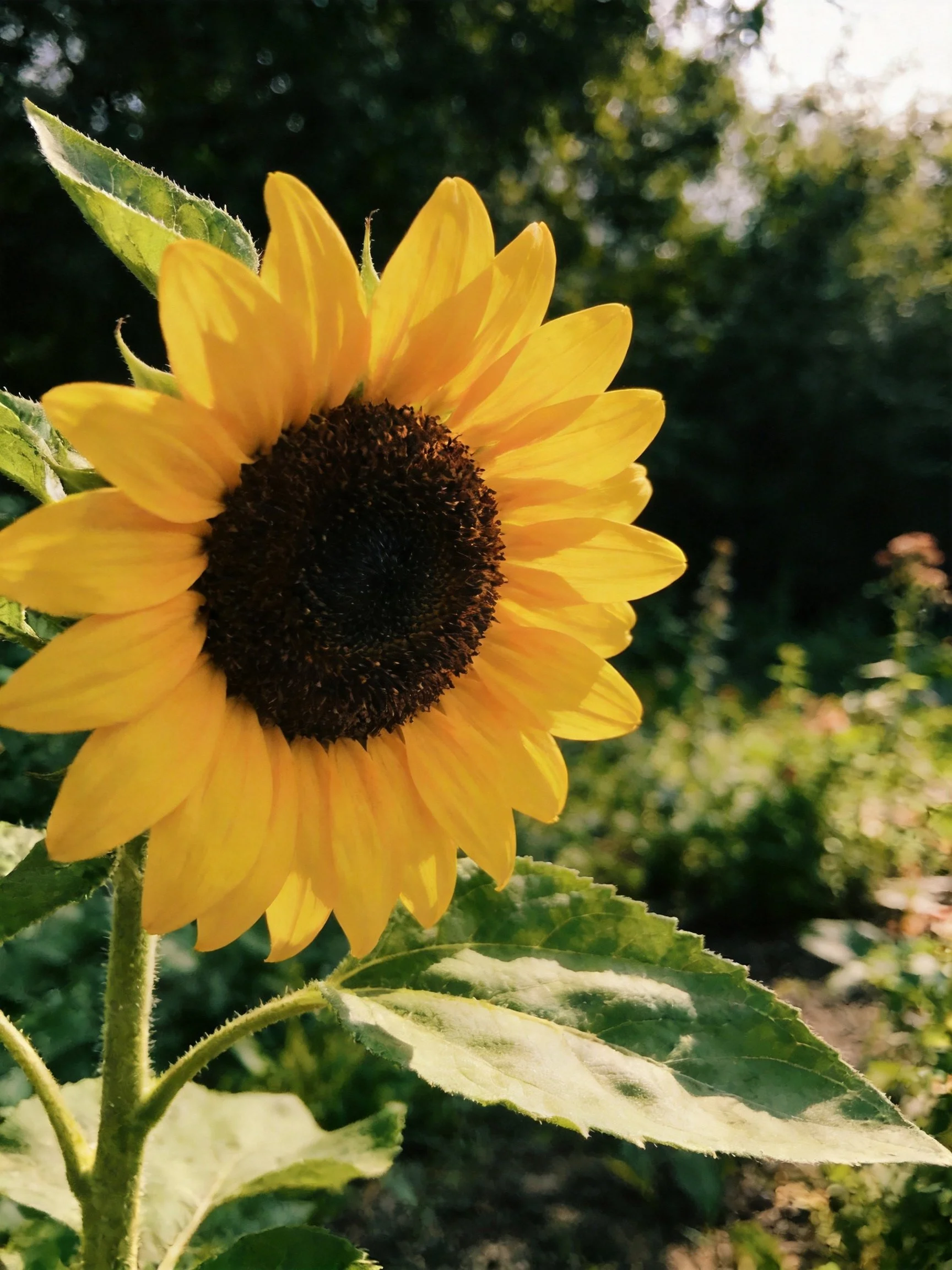 A vibrant sunflower with golden petals and dark center in a lush garden