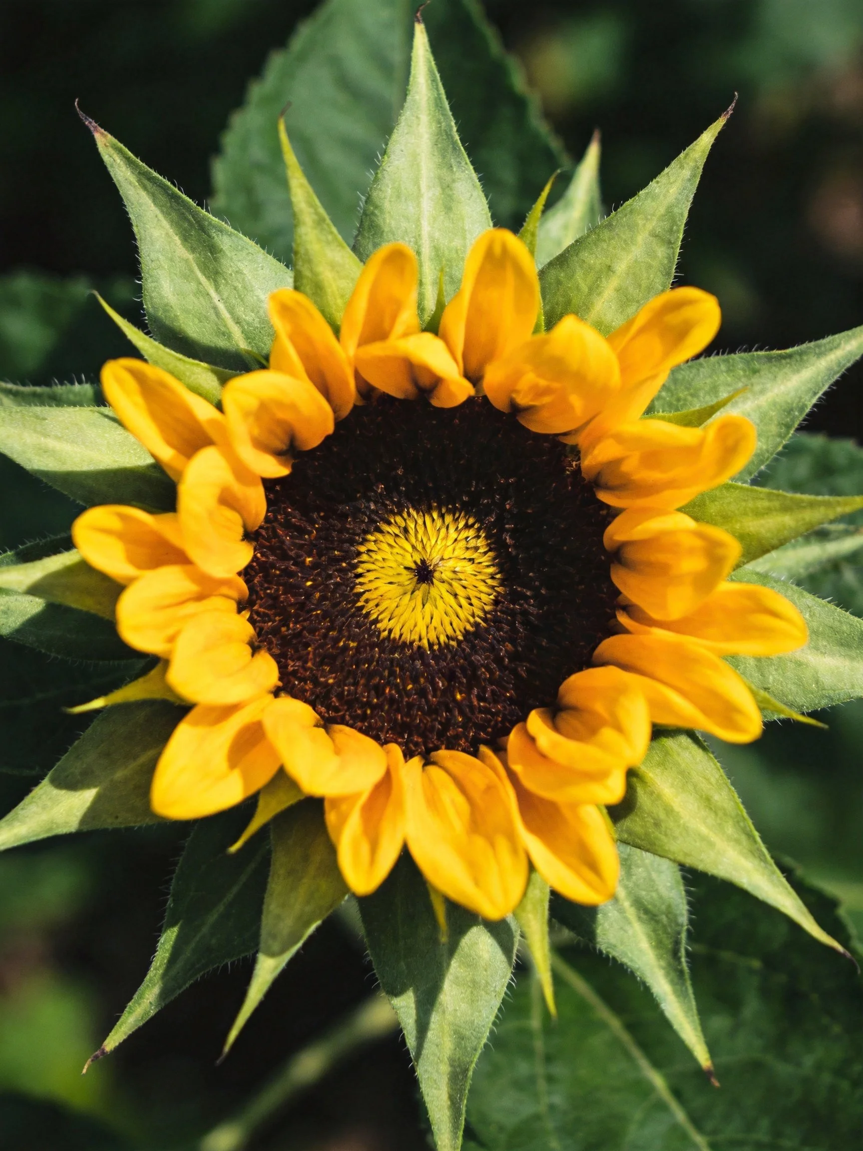 A vibrant sunflower with golden petals and green foliage