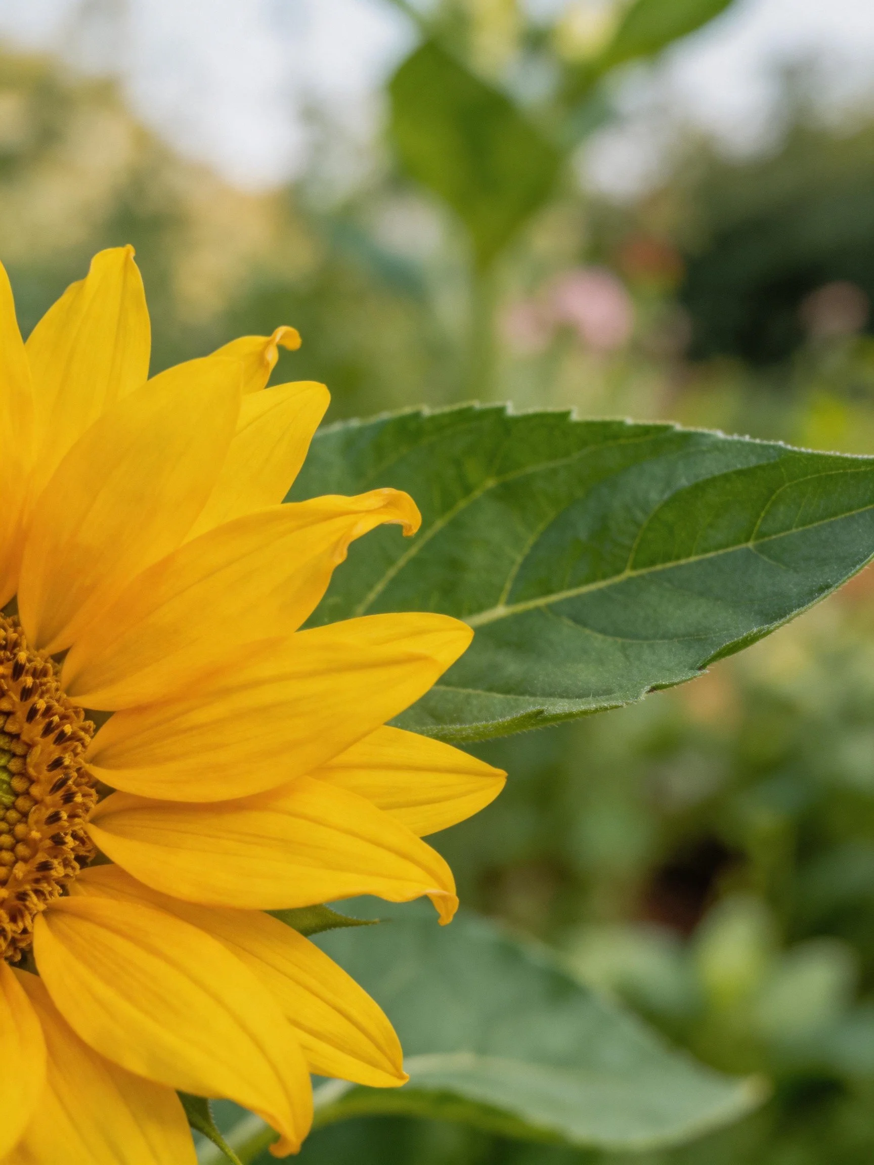 A vibrant sunflower with golden petals and lush green leaves
