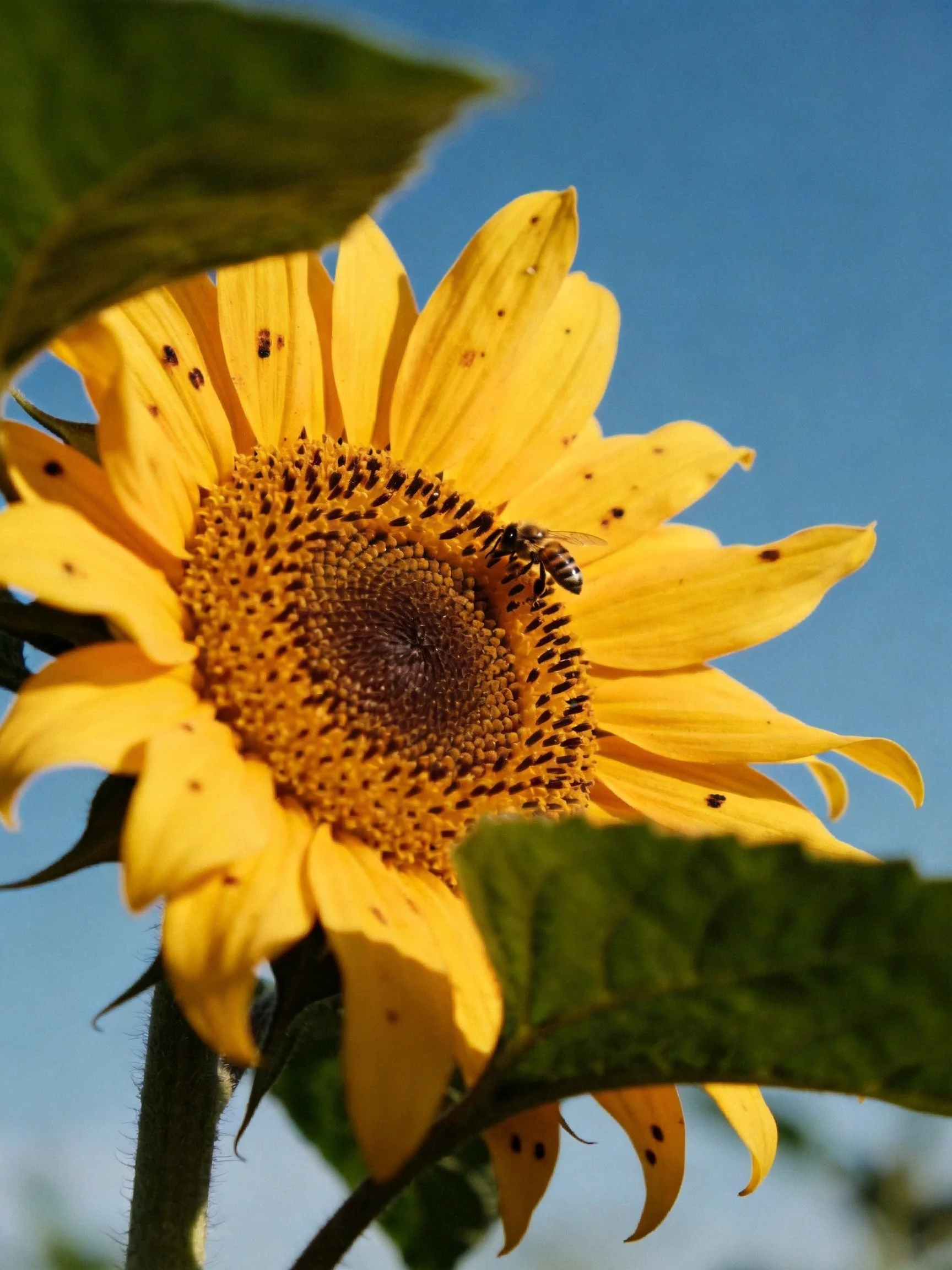 A vibrant sunflower with spotted petals and a bee under clear blue sky