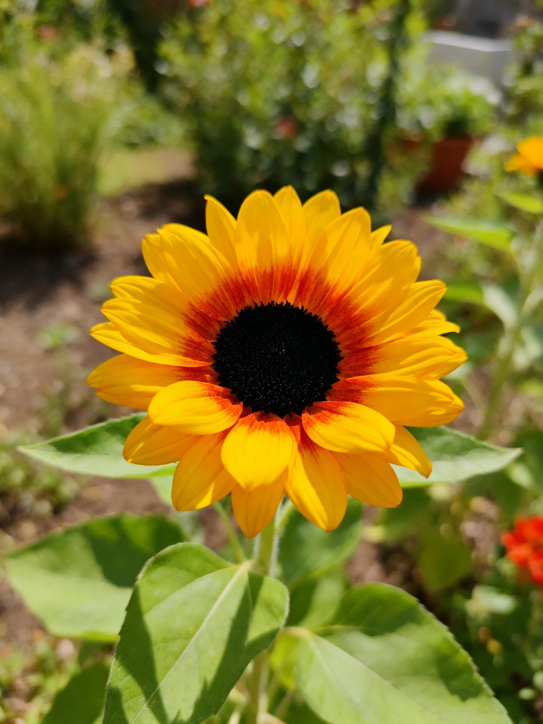 A vibrant sunflower with yellow-orange petals and dark center
