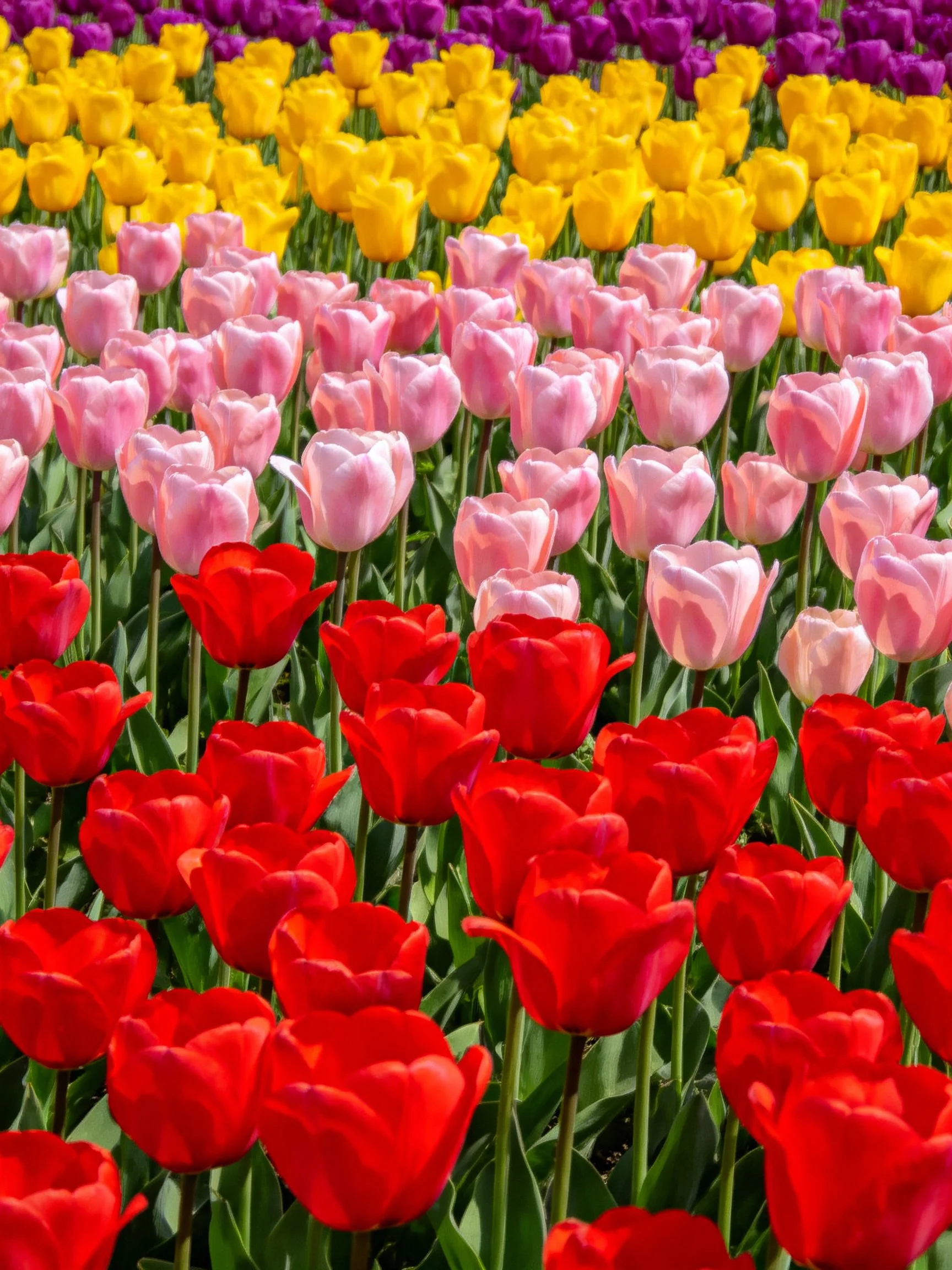 A vibrant tulip field showcasing four colorful rows