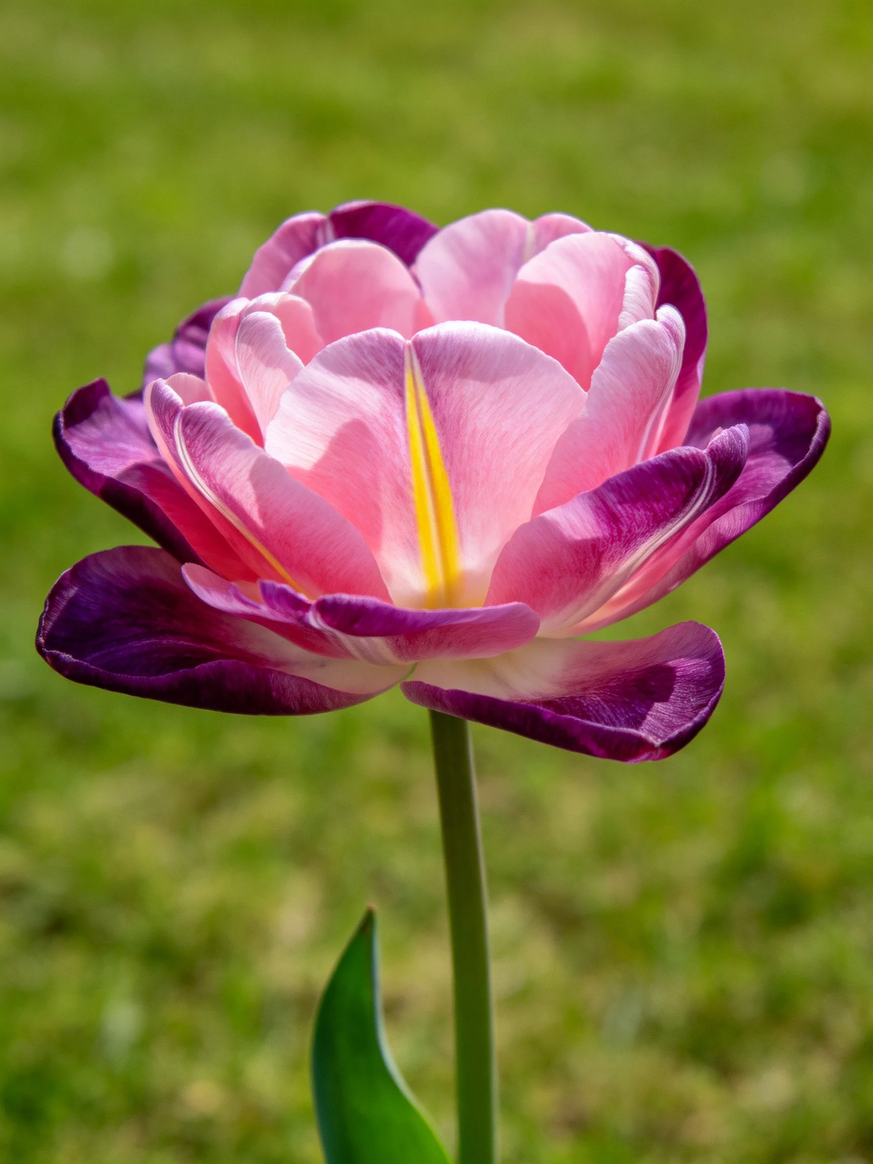 A vibrant tulip with pink and purple petals
