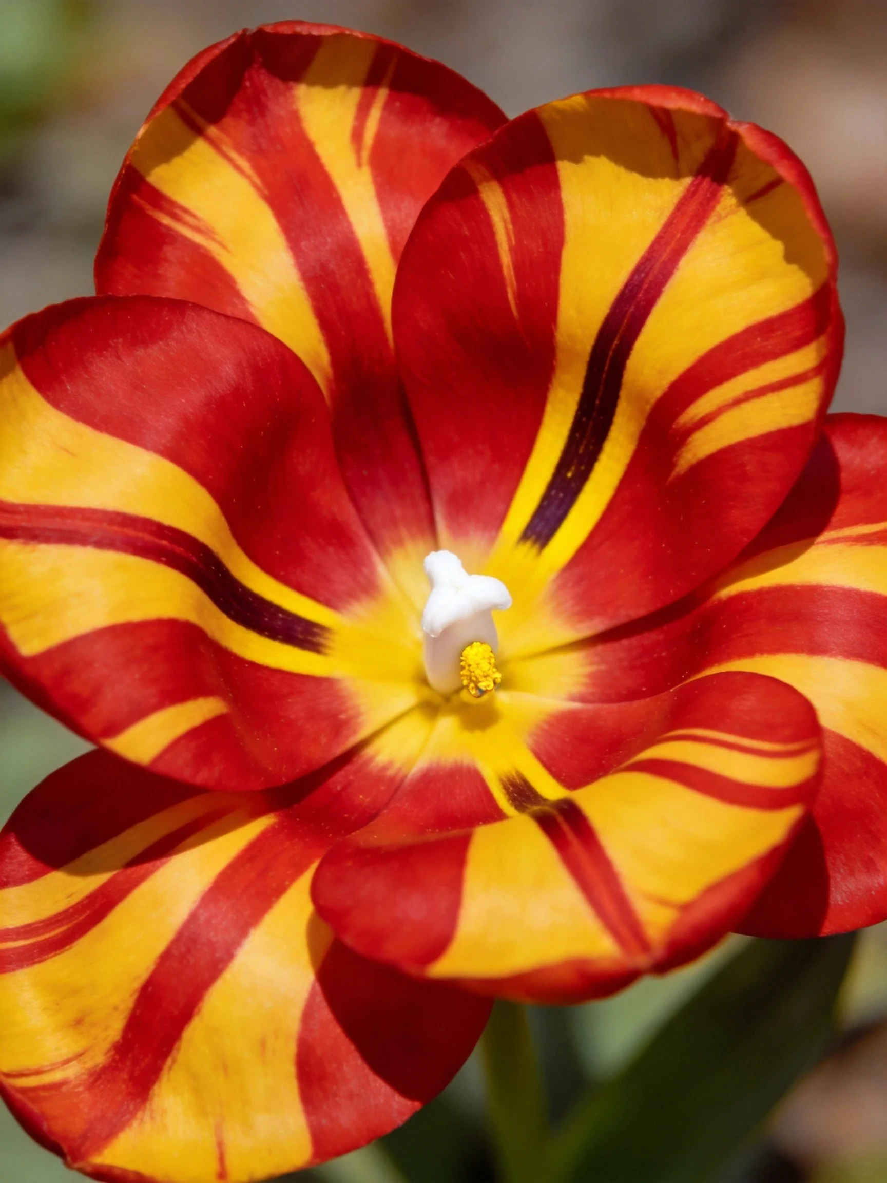 A vibrant tulip with red and yellow striped petals