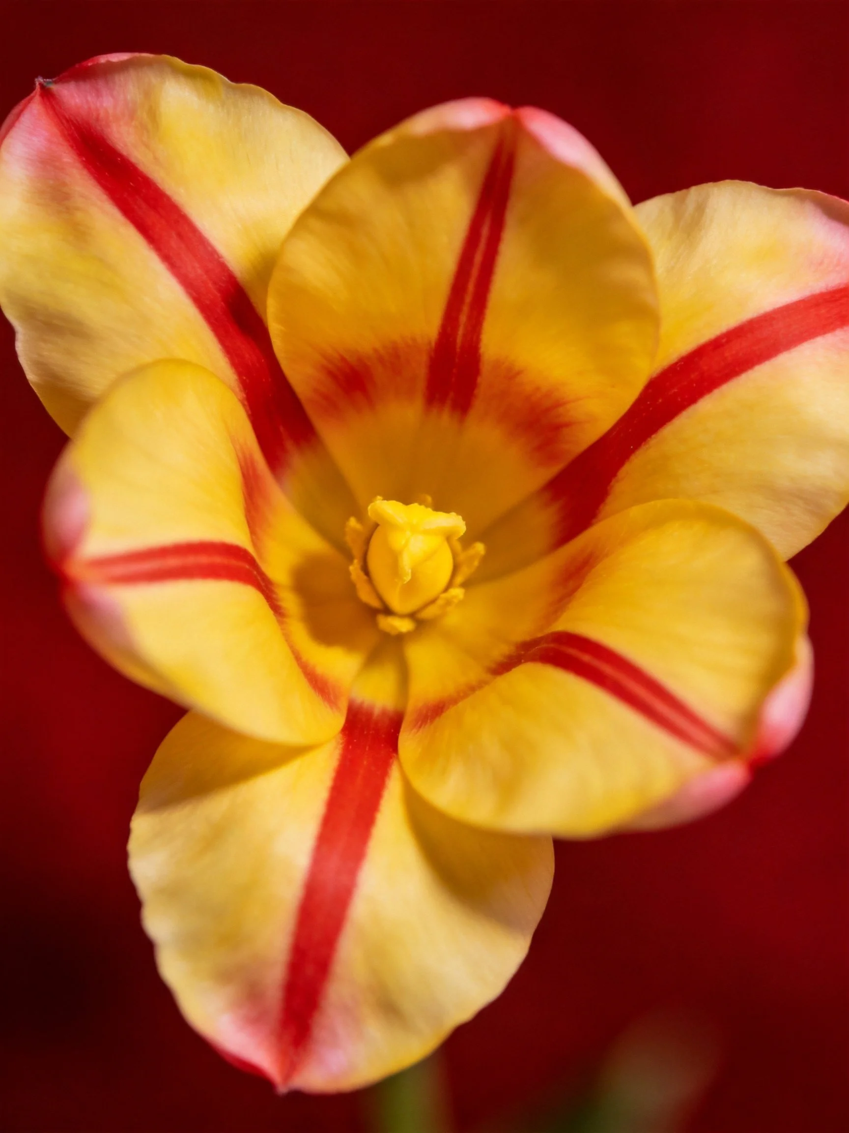 A vibrant tulip with yellow petals and bold red stripes