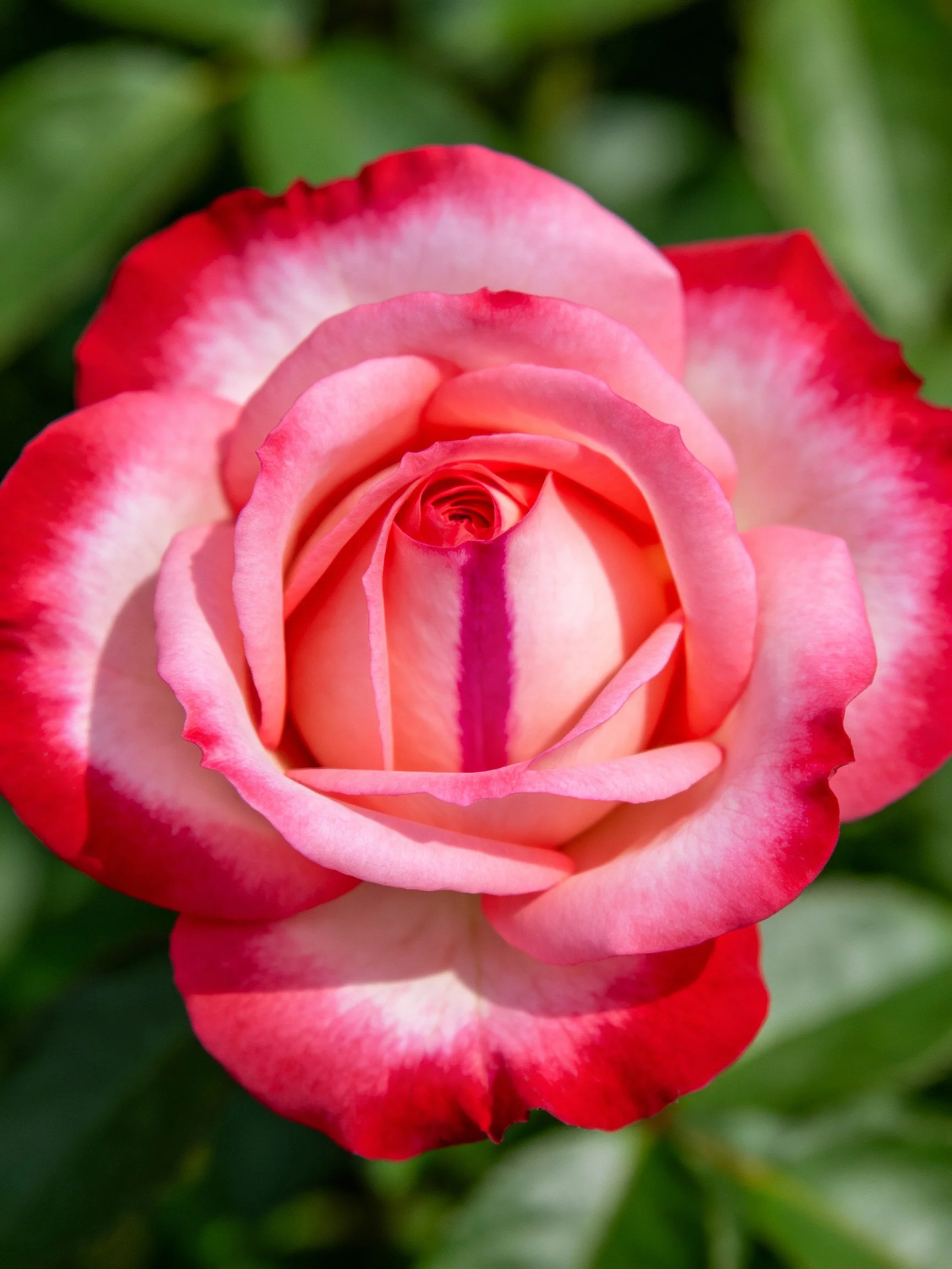 A vibrant two - toned rose with pink and red petals