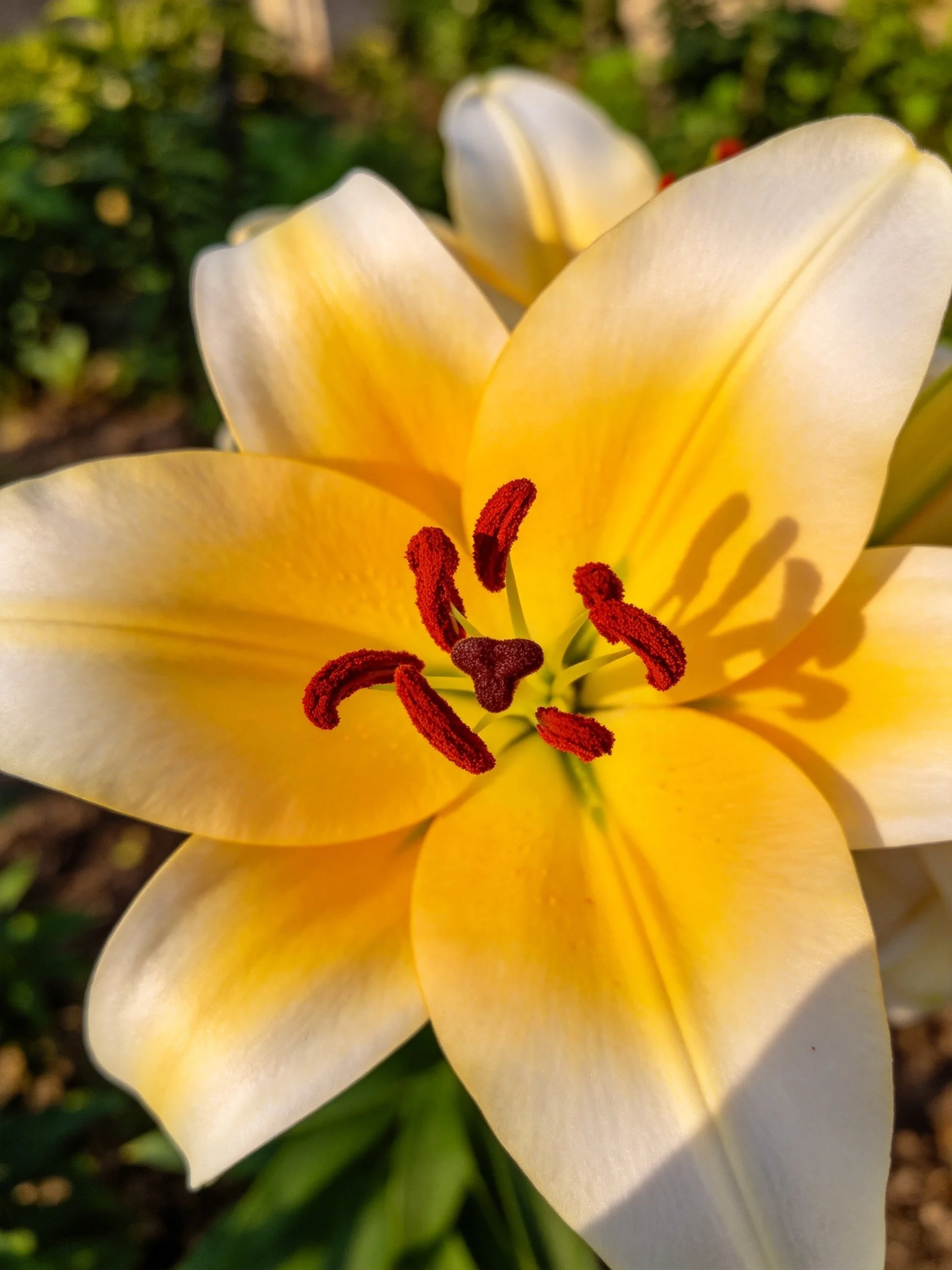 A vibrant yellow and white lily with red stamens