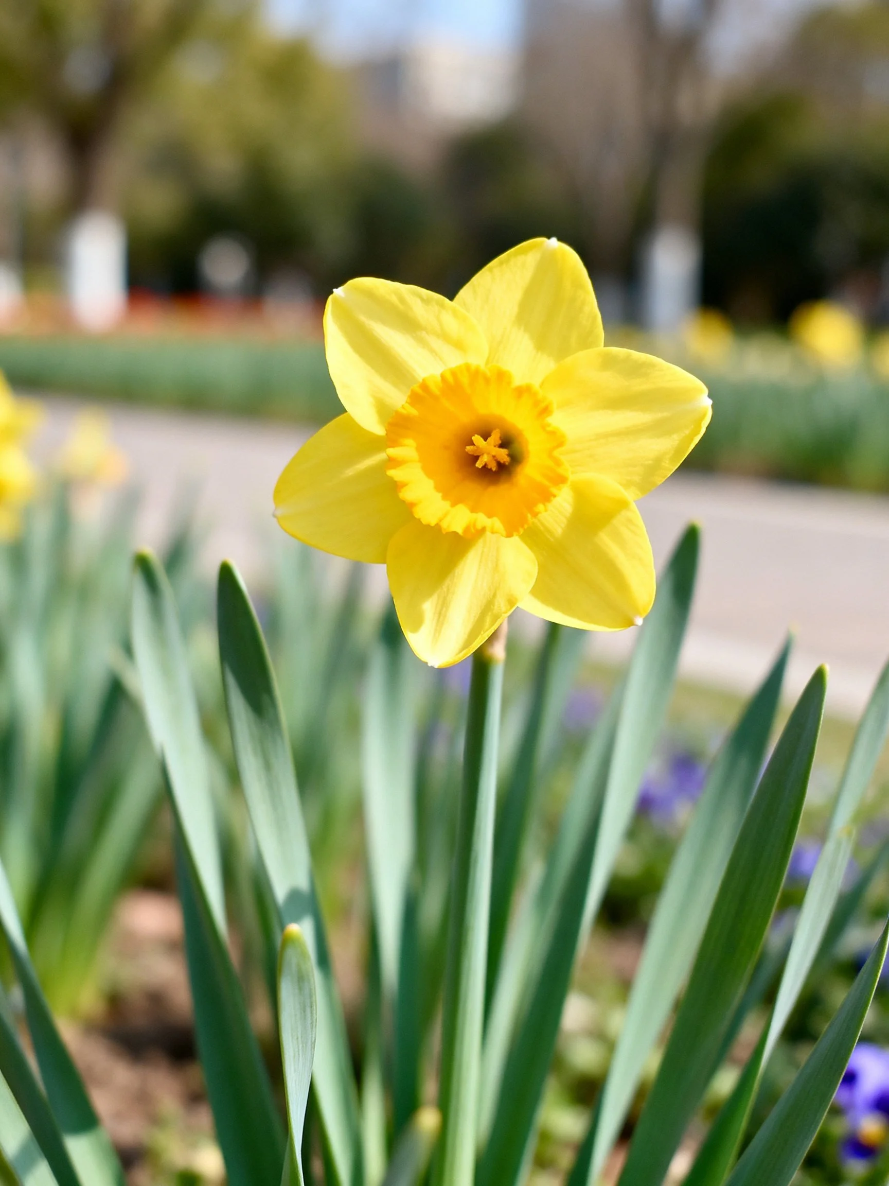 A vibrant yellow daffodil blooms among green foliage outdoors