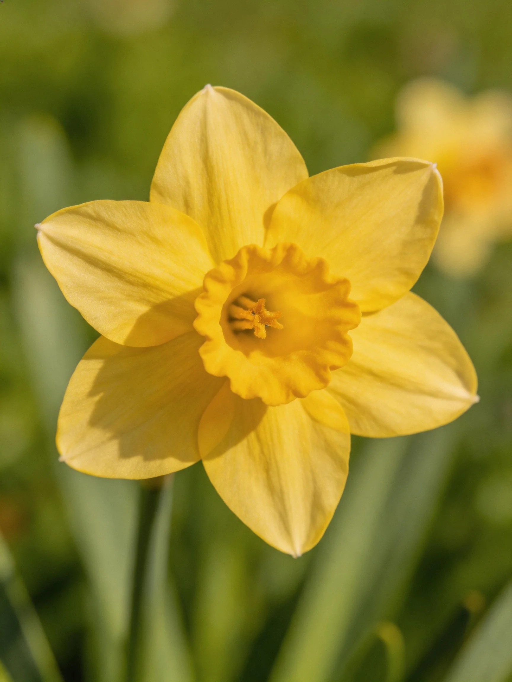 A vibrant yellow daffodil in sharp focus against blurred greenery