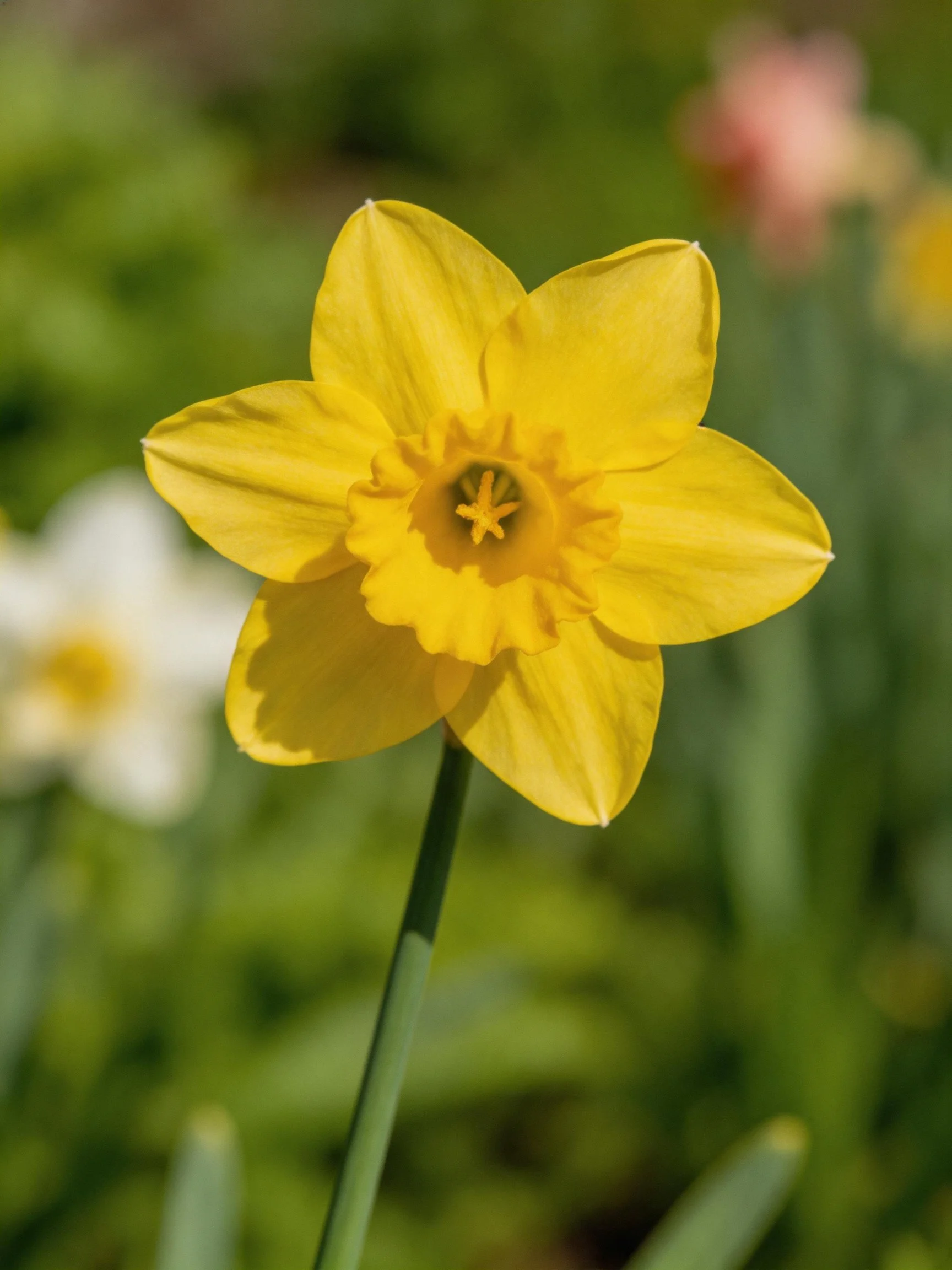 A vibrant yellow daffodil in sharp focus amidst blurred greenery