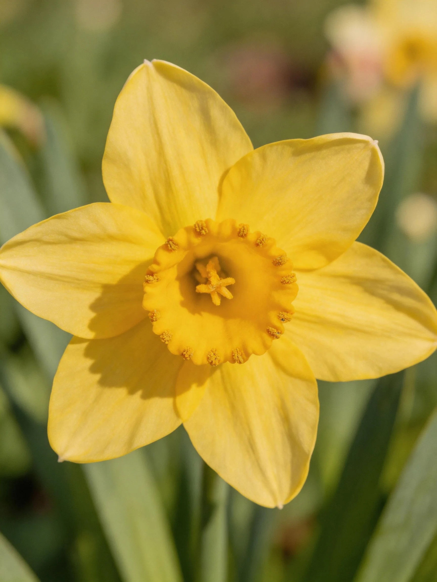 A vibrant yellow daffodil in sharp focus