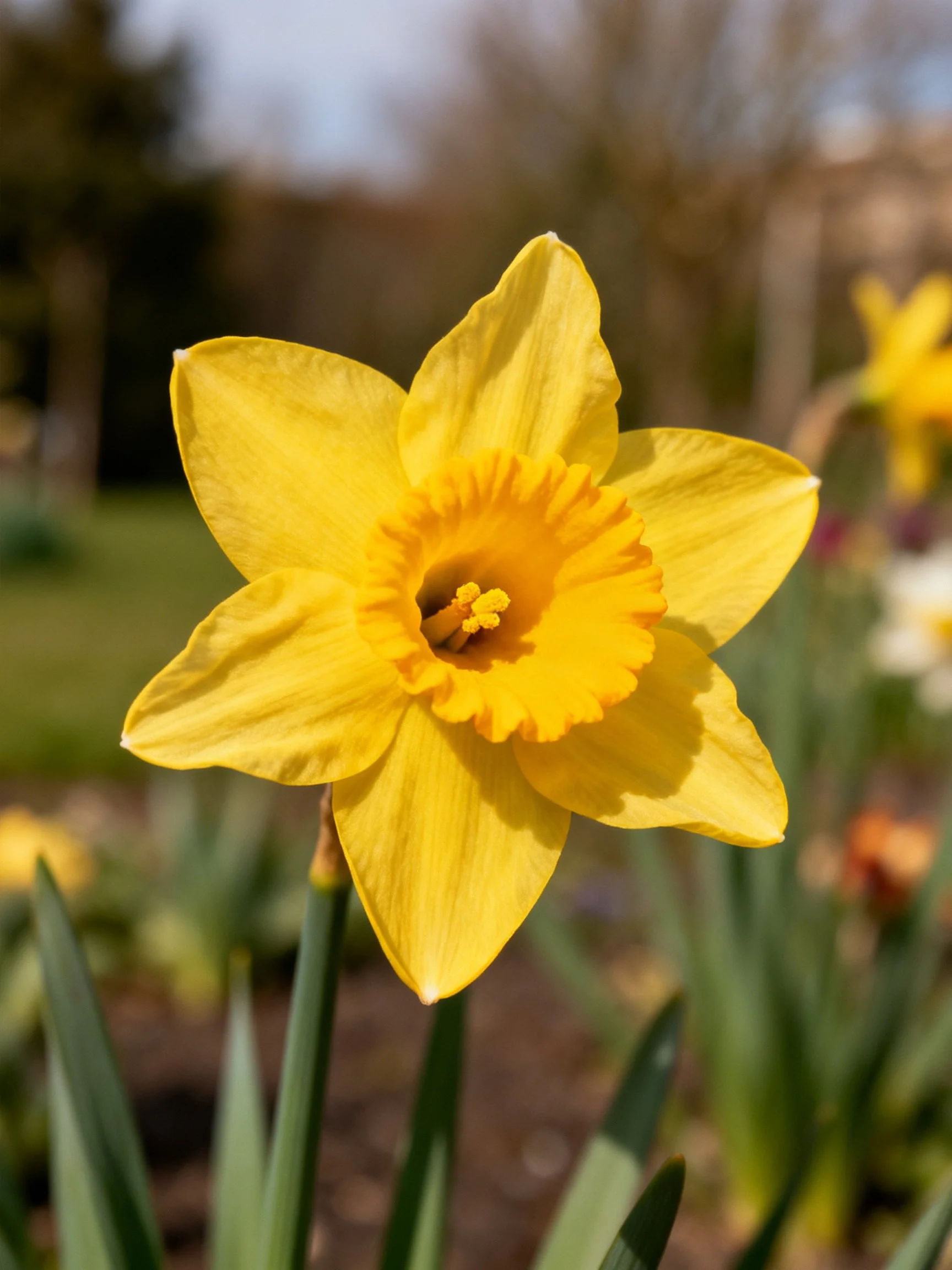A vibrant yellow daffodil in sharp focus