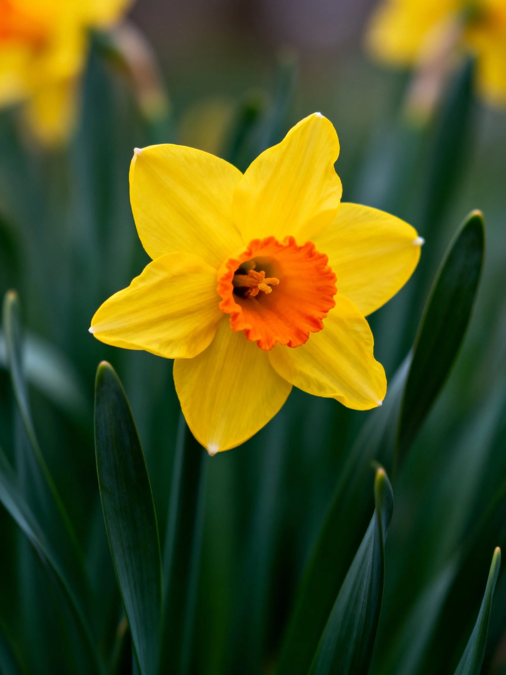 A vibrant yellow daffodil with an orange central corona