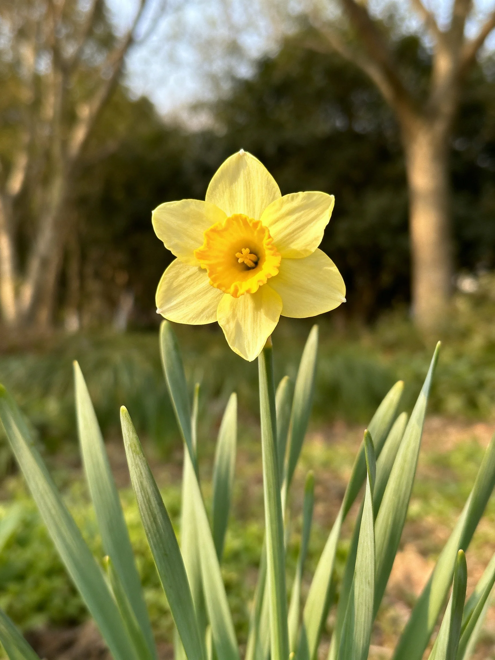 A vibrant yellow daffodil with green foliage in a sunlit outdoor setting