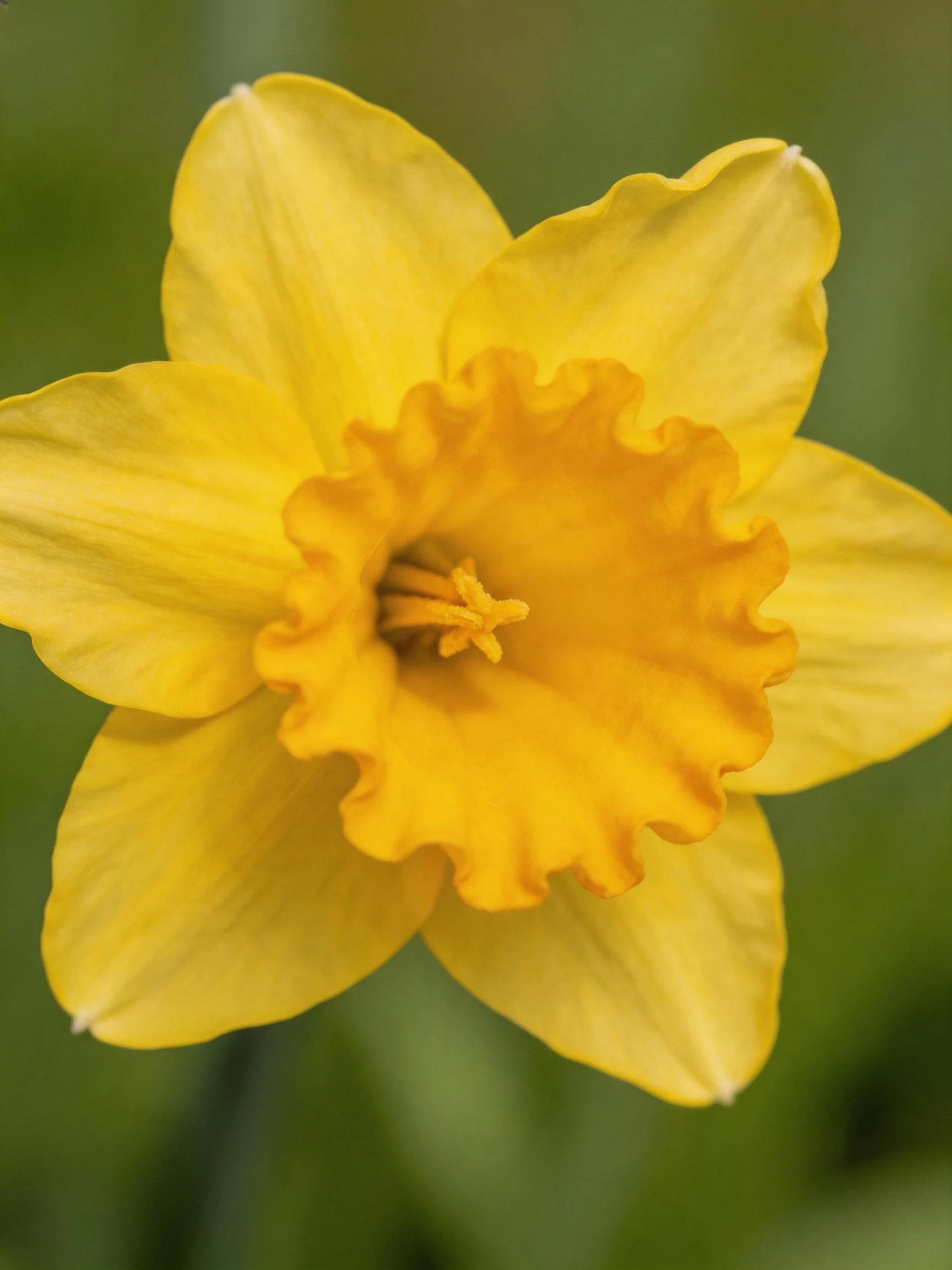 A vibrant yellow daffodil with ruffled center