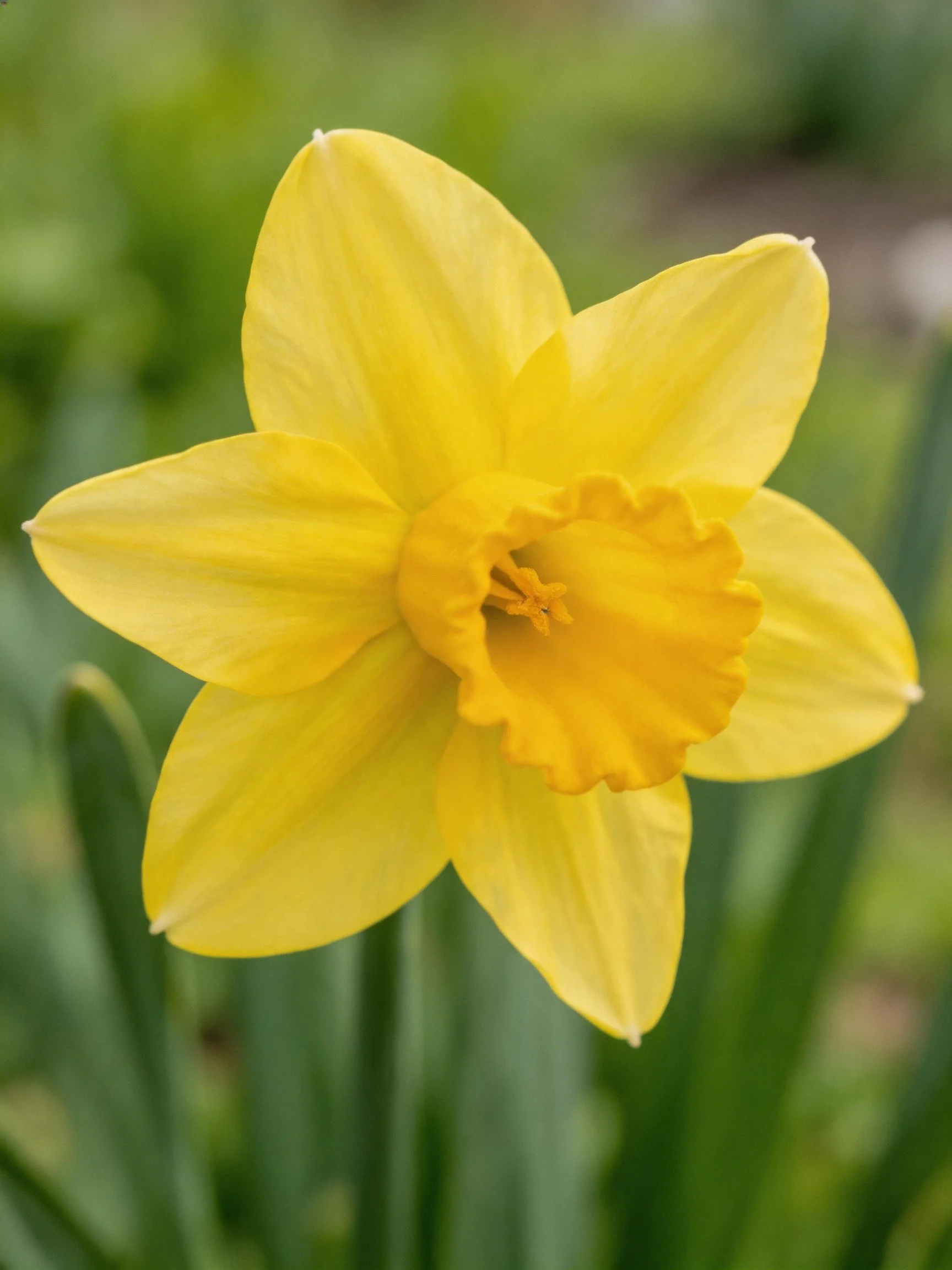 A vibrant yellow daffodil with ruffled central corona